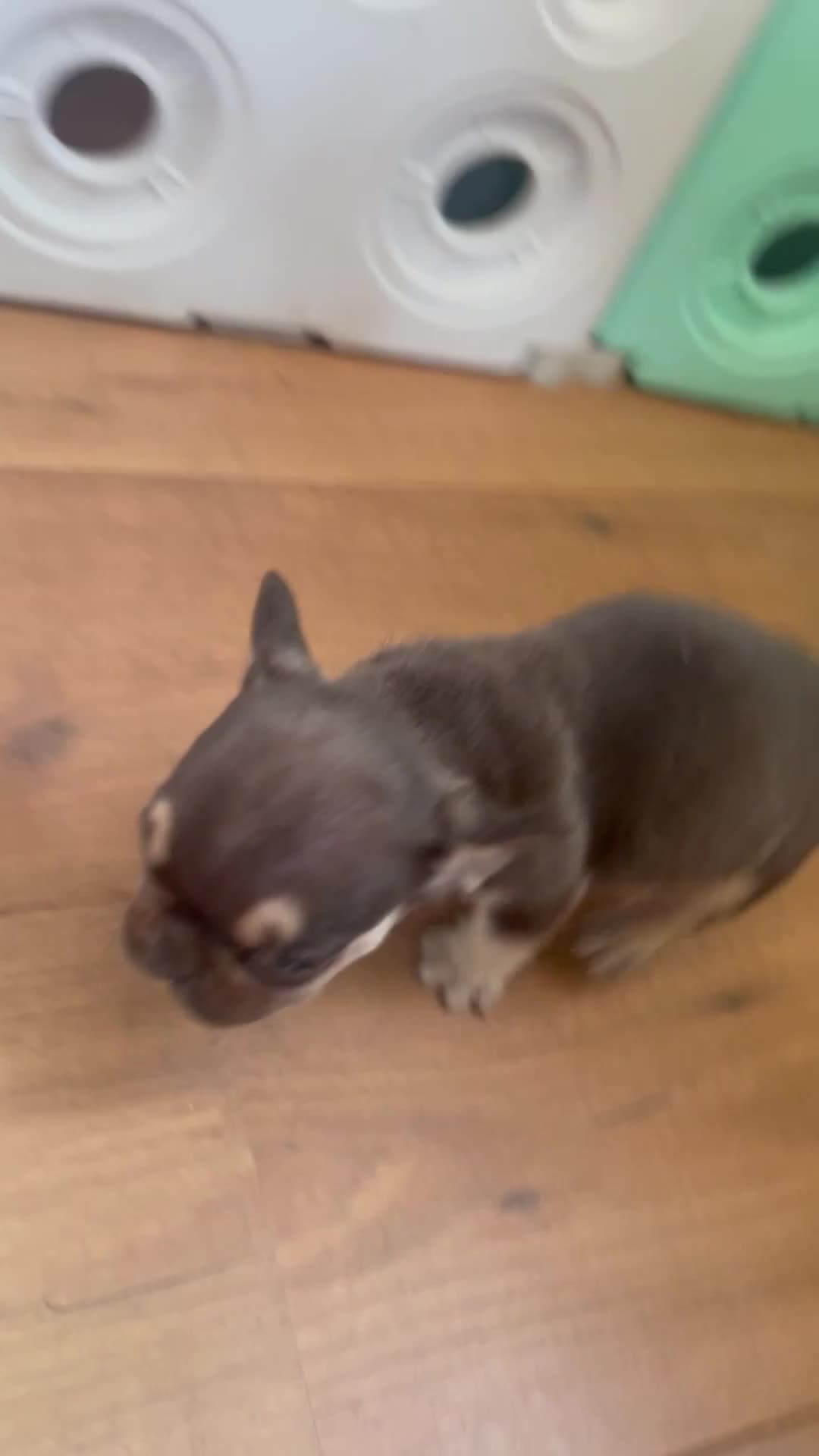 French Bulldog dogs for sale: French bulldog female - absolutely stunning  - Video 1