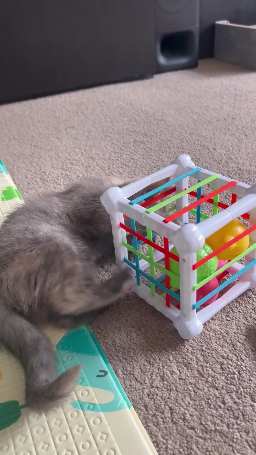 Mixed Breed cats for sale: Smokey Grey kittens for sale - Video 1