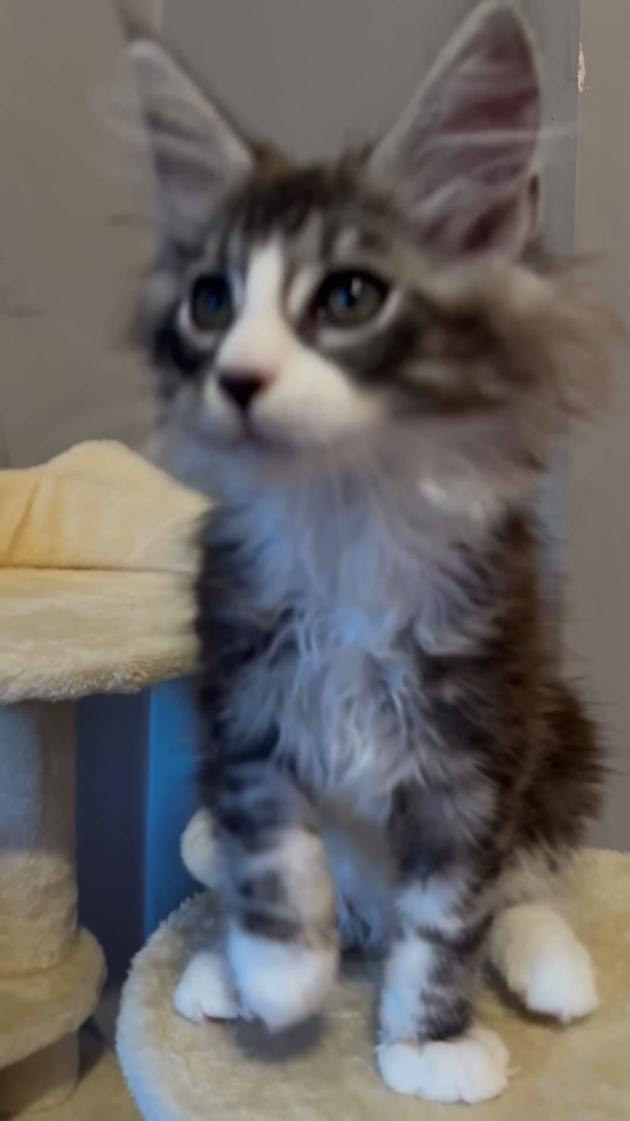 Maine Coon cats for sale: Maine Coon kittens XXL - Video 2