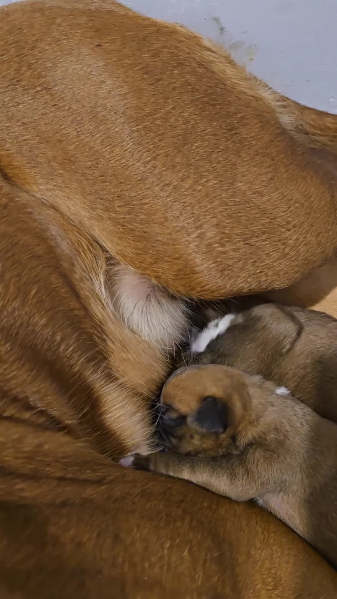 Boxer dogs for sale: KC boxer red puppies just born! 19.03 - Video 1