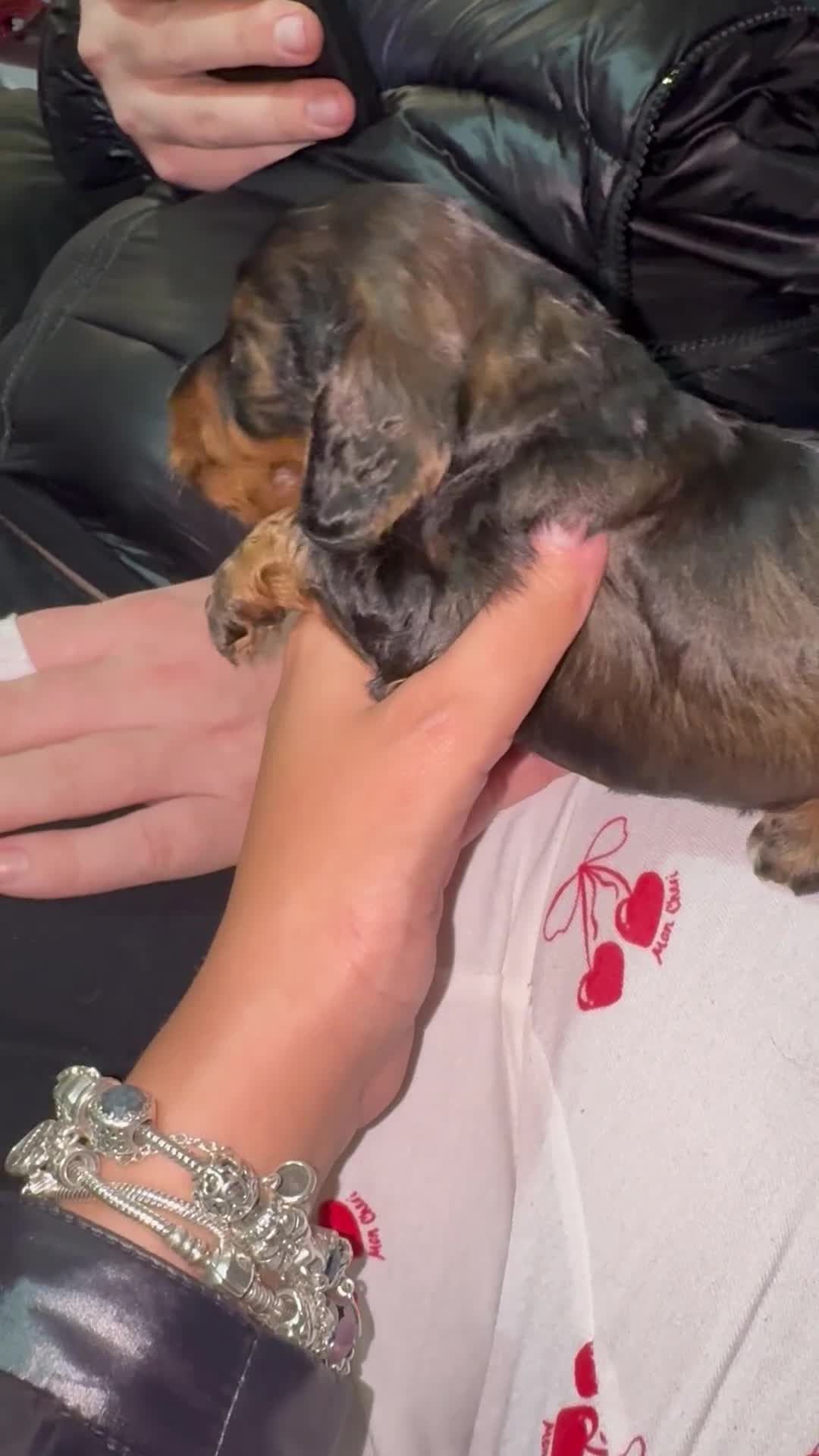 Cockapoo dogs for sale: Beautiful cockerpoo pups  - Video 1