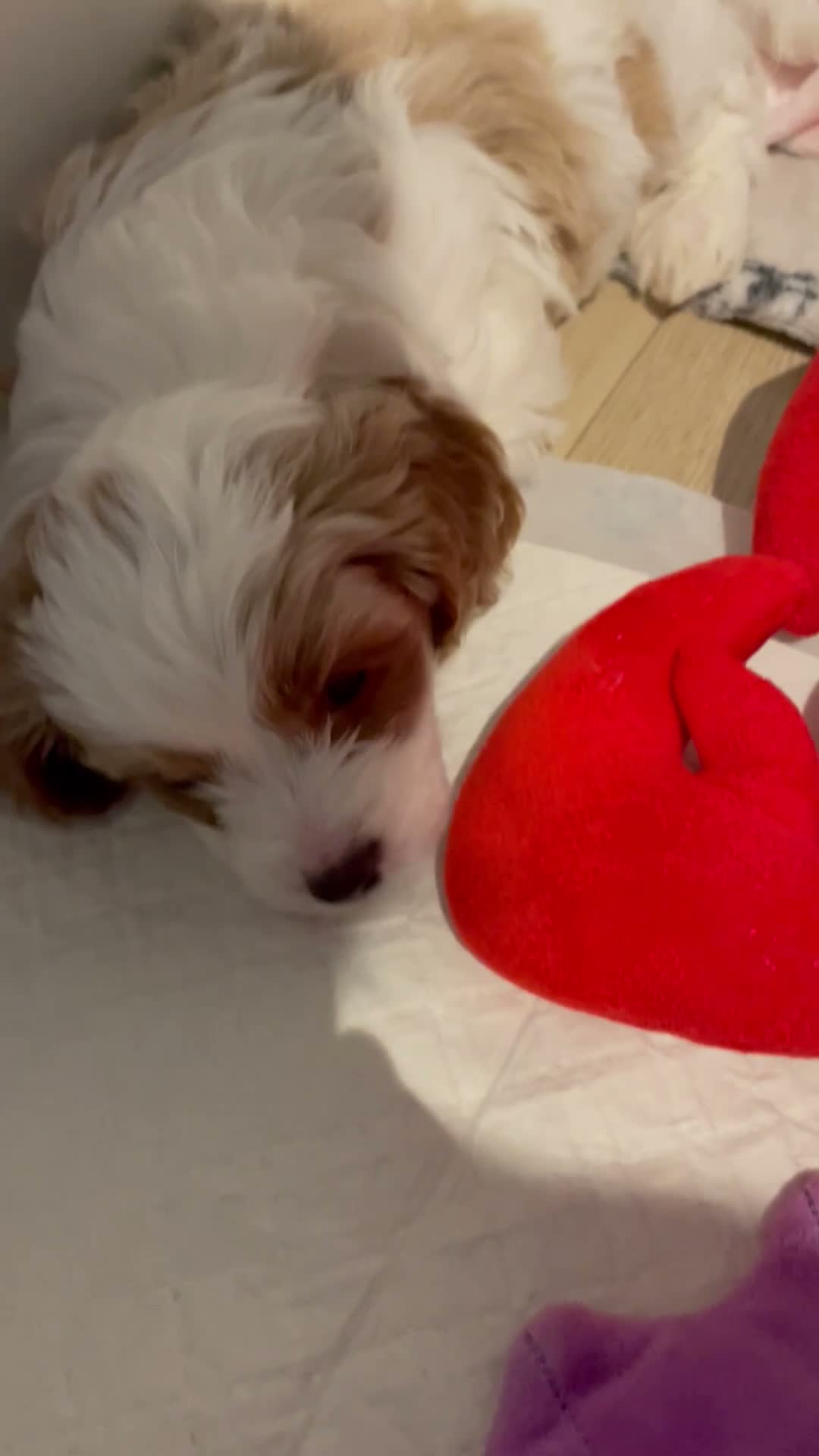 Cavapoo dogs for sale: BEAUTIFUL FULLY HT F1 Cavapoo’s choc carriers  - Video 2
