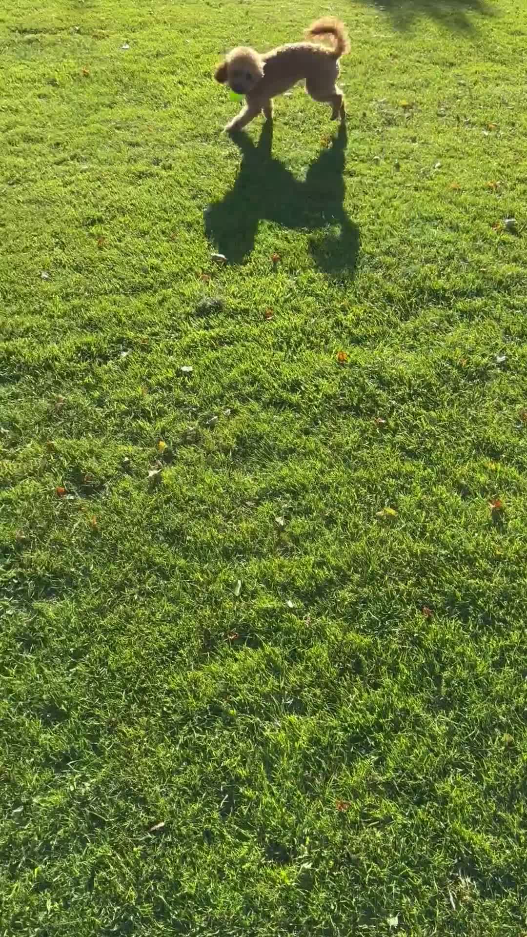 Miniature Poodle dogs for stud: Rufus  - Video 1