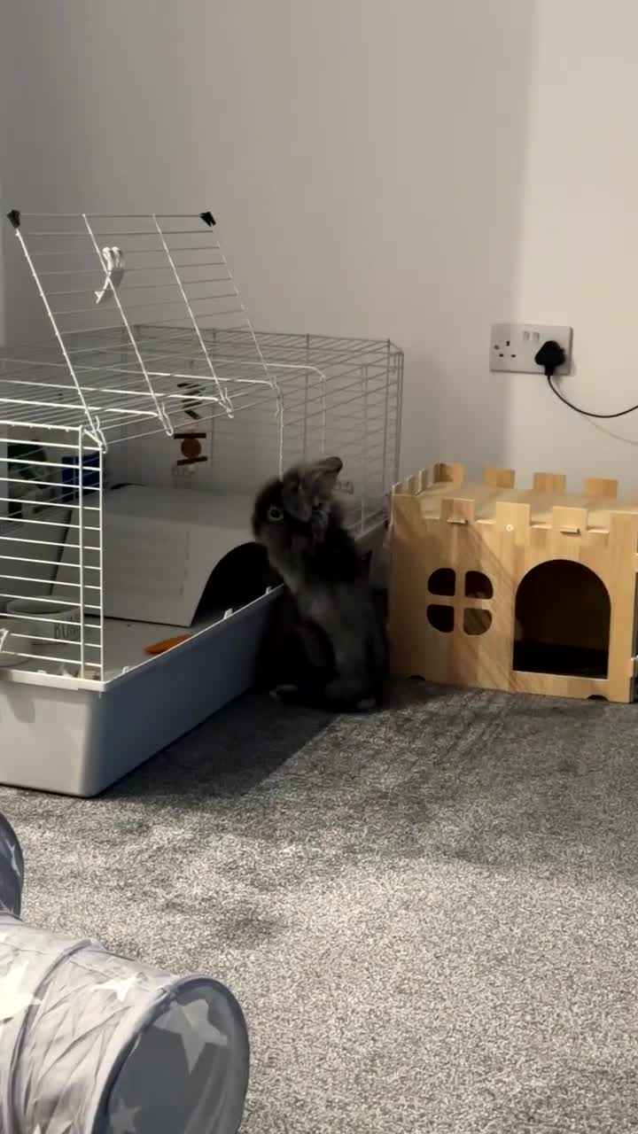 Mini Lion Lop rabbits for sale: Mini lion lop  in Barking - Video 1