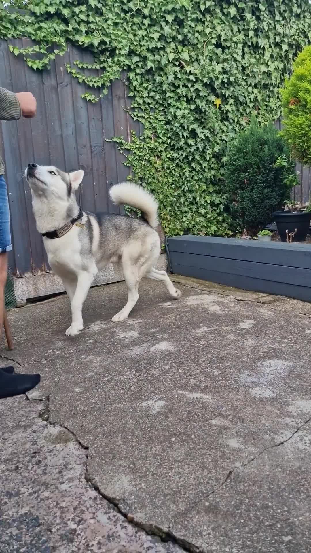 Siberian Husky dogs for stud: Siberian Husky (Bim) for stud. - Video 1