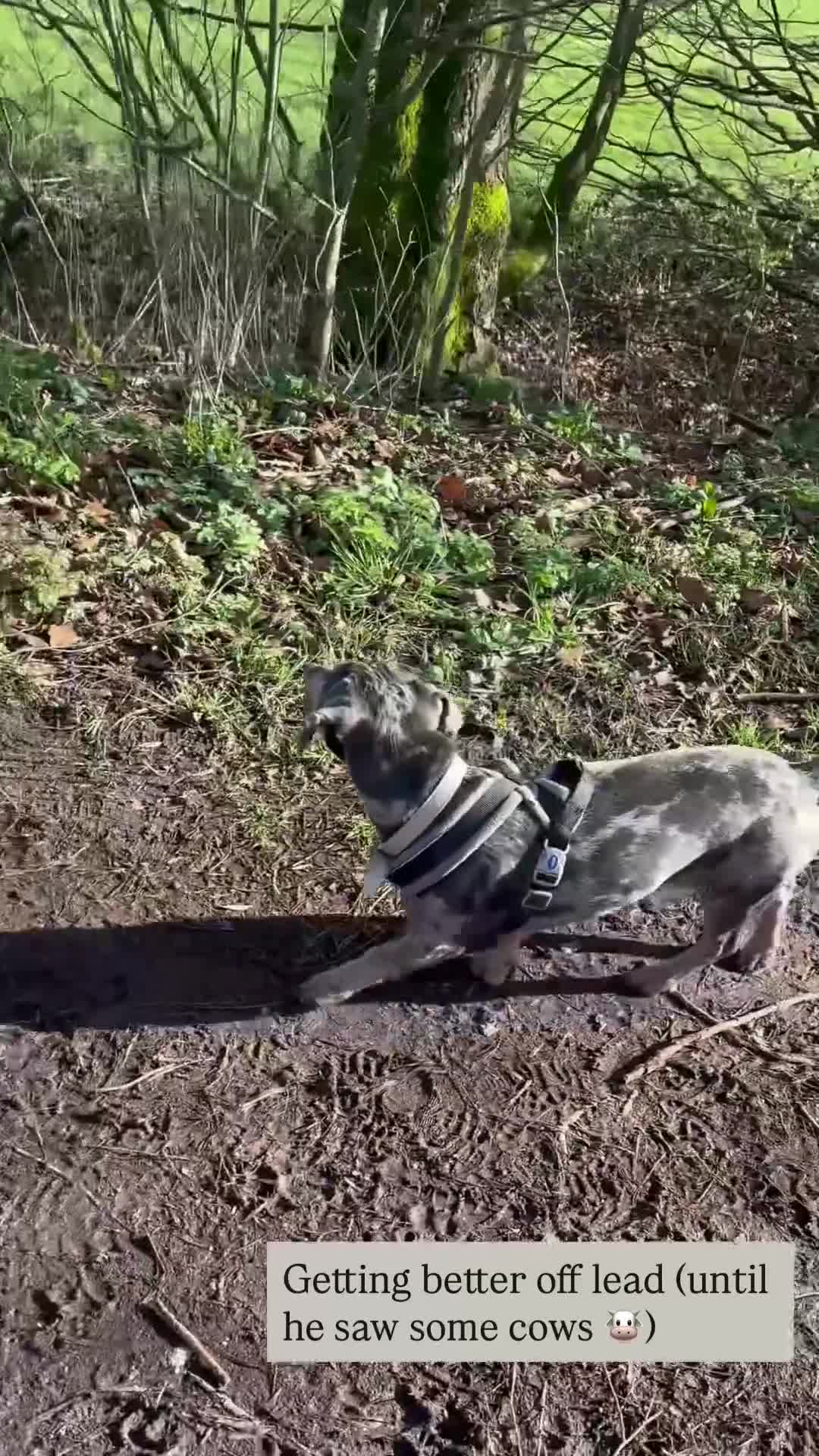 Dachshund dogs for sale: Merle Dachshund in Leek - Video 2