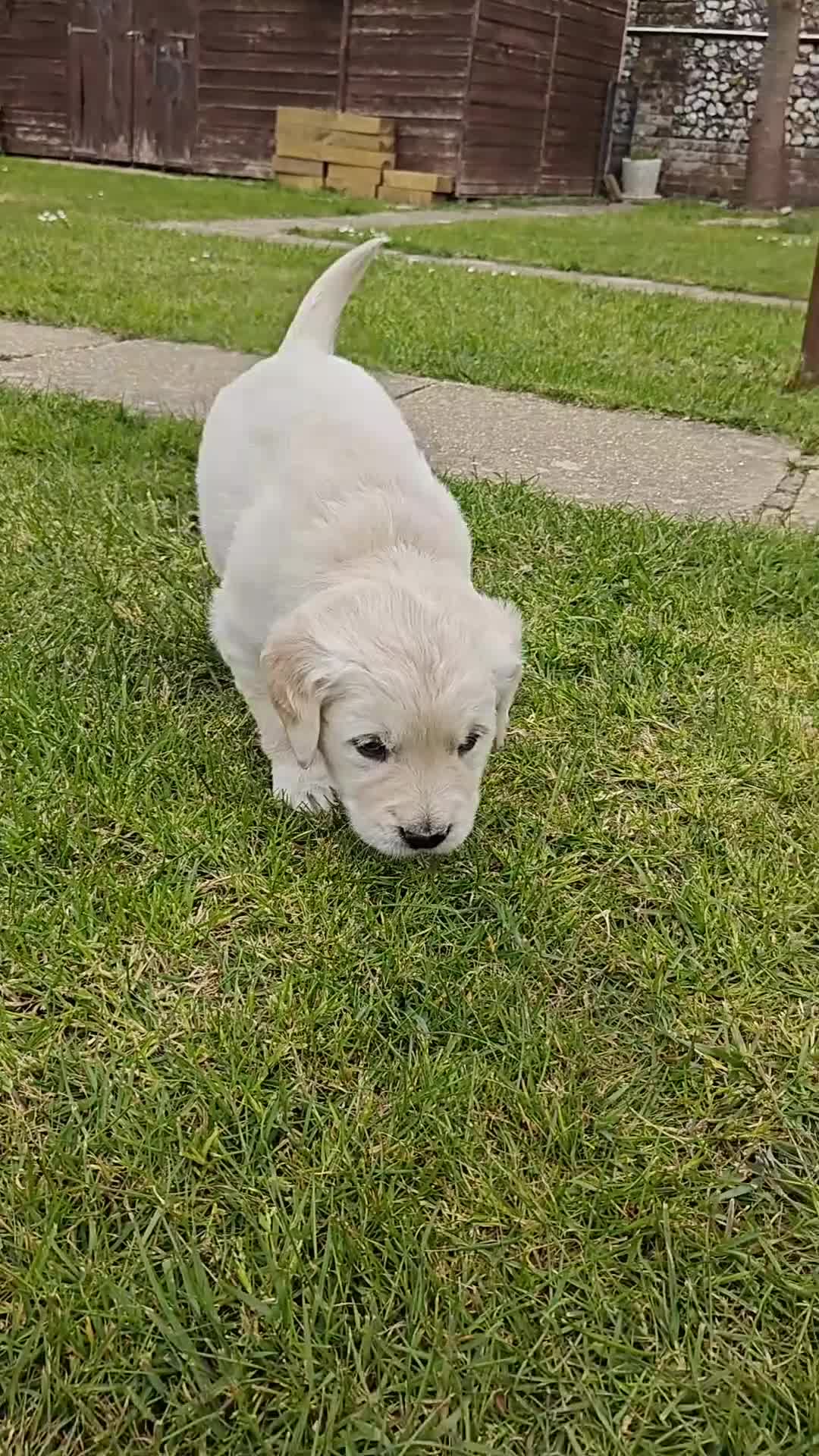Golden Retriever dogs for sale: Gorgeous English Cream Golden Retriever Puppy's 🐾 - Video 1