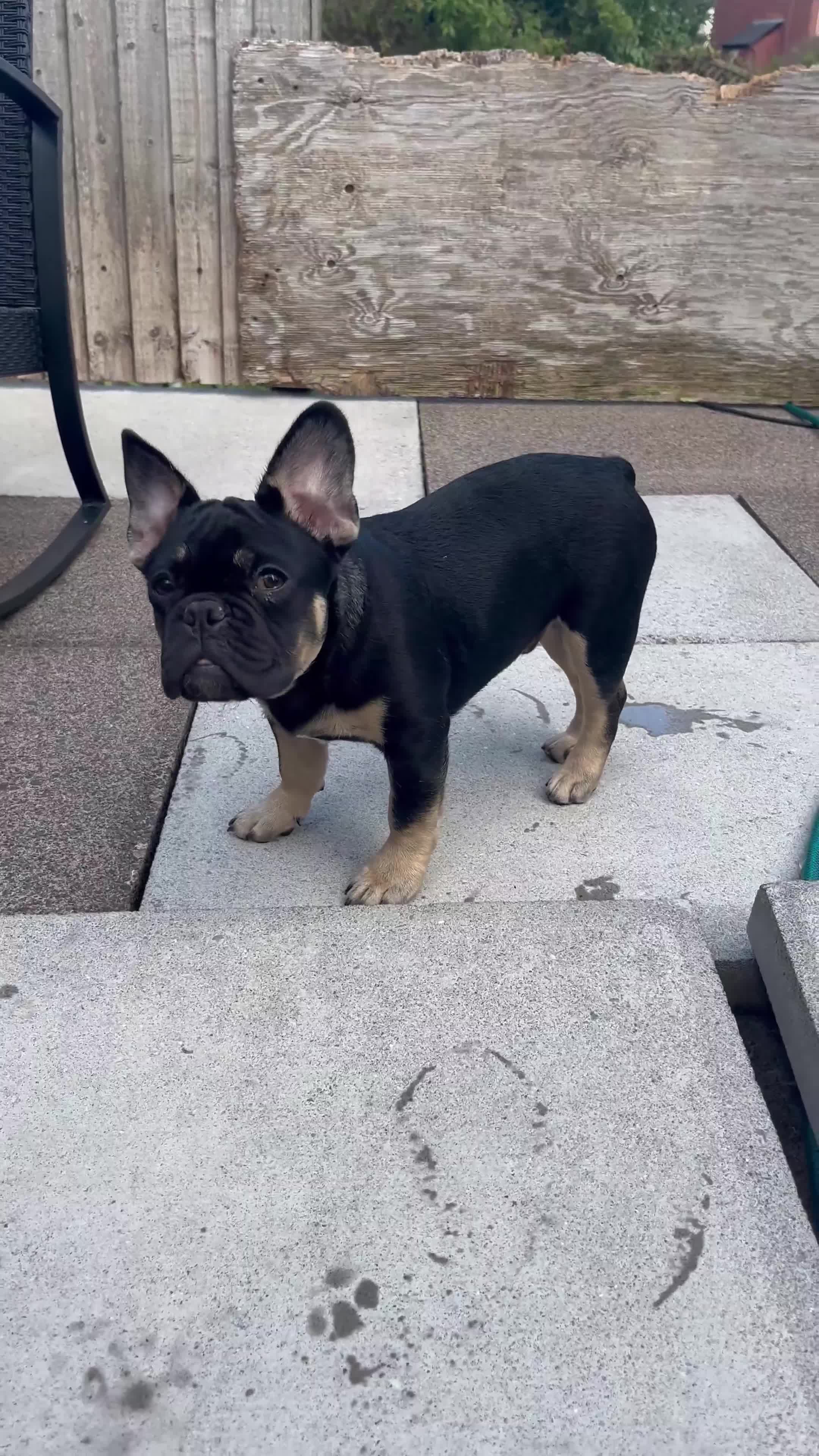 French Bulldog dogs for sale: Beautiful French bulls  - Video 3