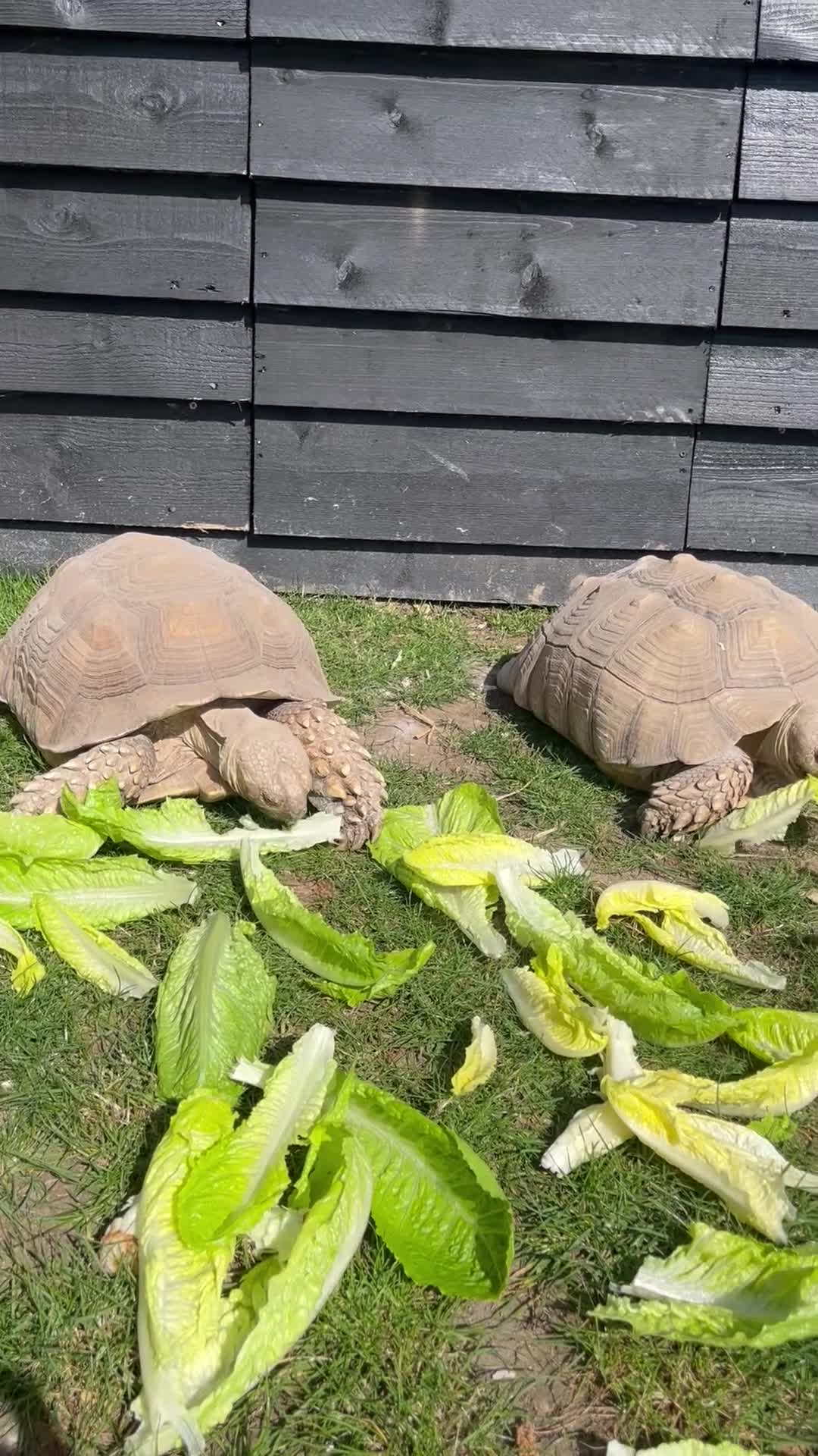 Tortoise reptiles for sale: Sulcata tortoises for sale  - Video 1