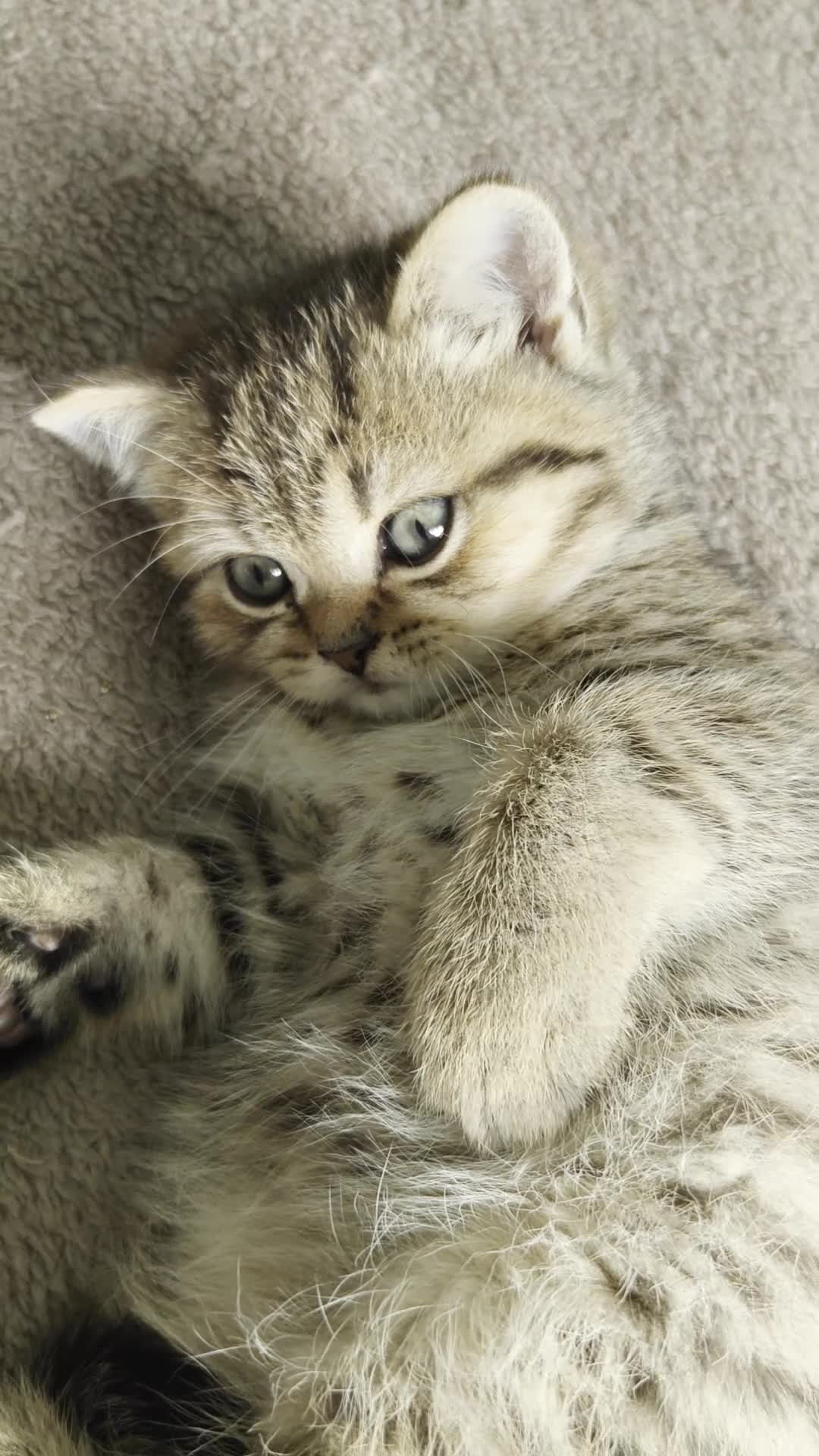 British Shorthair cats for sale: Beautiful British Shorthair Kittens - Video 4