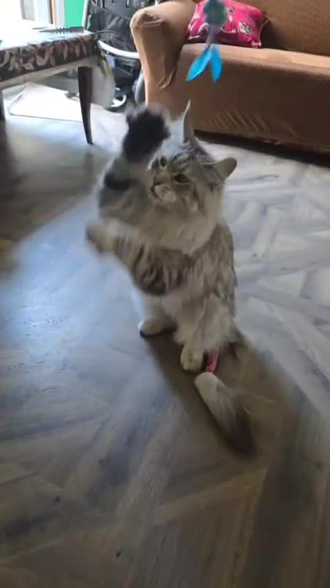 Maine Coon cats for sale: Pure Breed Maine Coon Male - Video 3