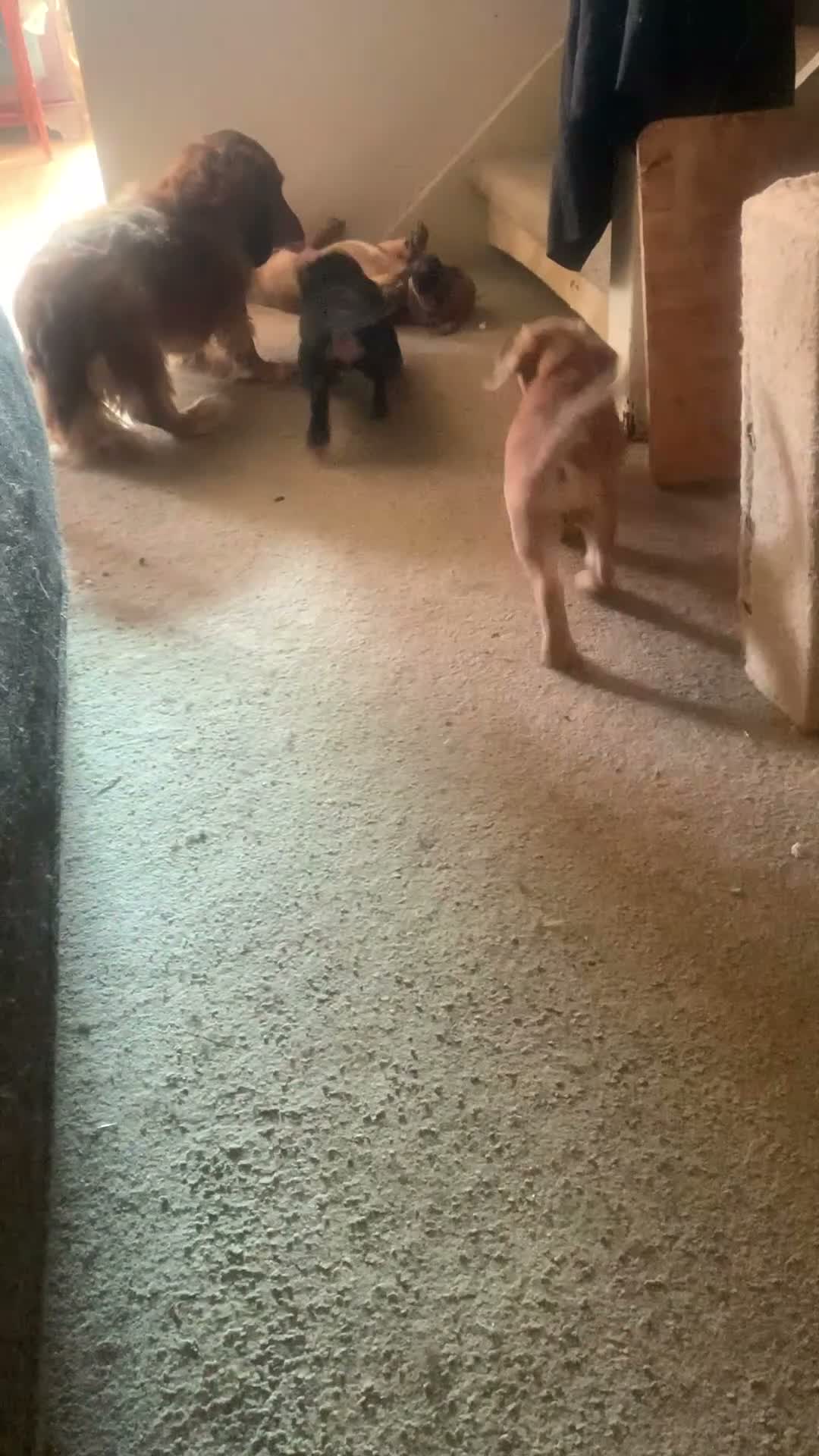 Mixed Breed dogs for sale: 4 French wieners  - Video 1