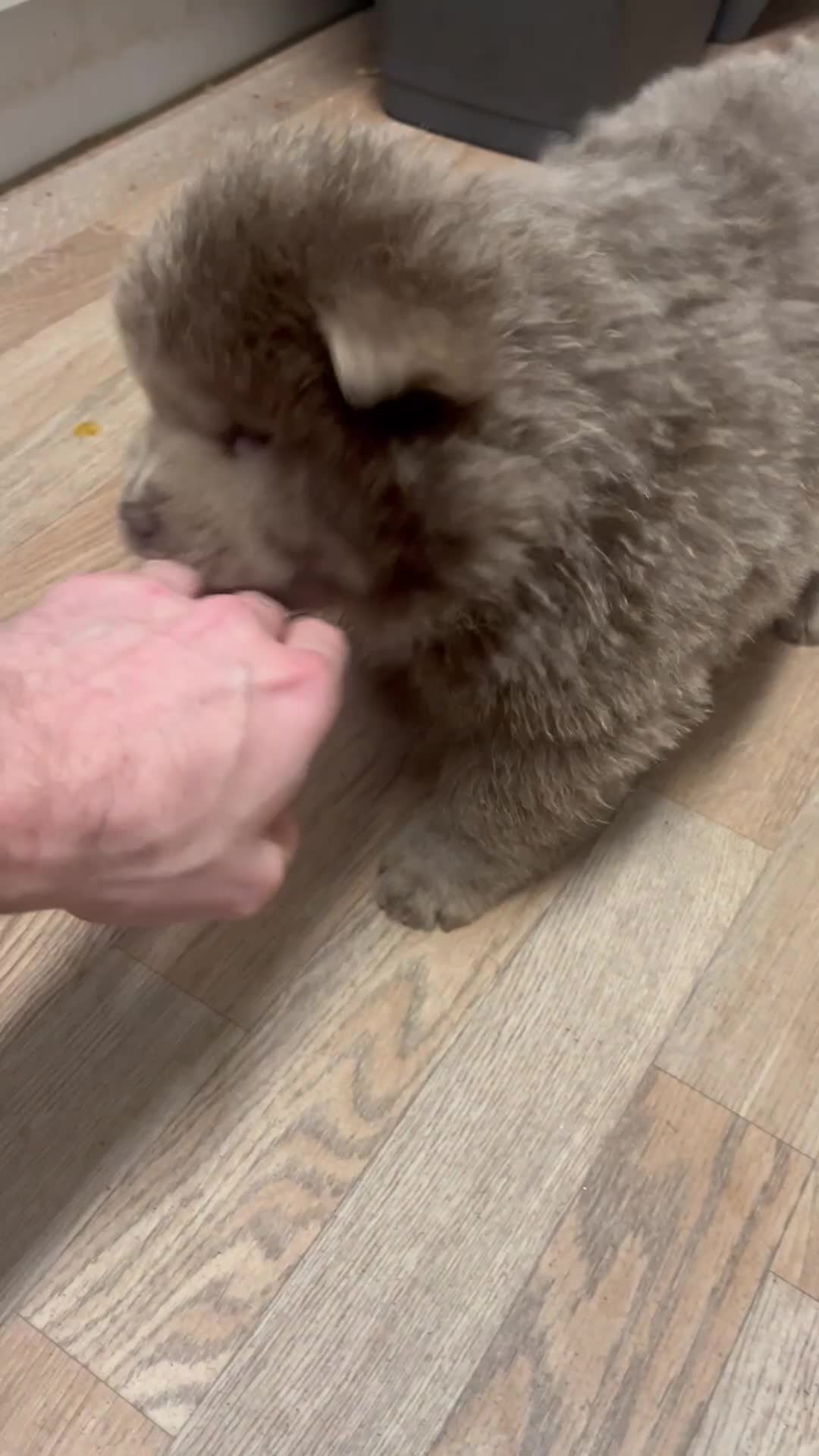 Chow Chow dogs for sale: LILAC CHOW CHOW BOY   😻 - Video 2