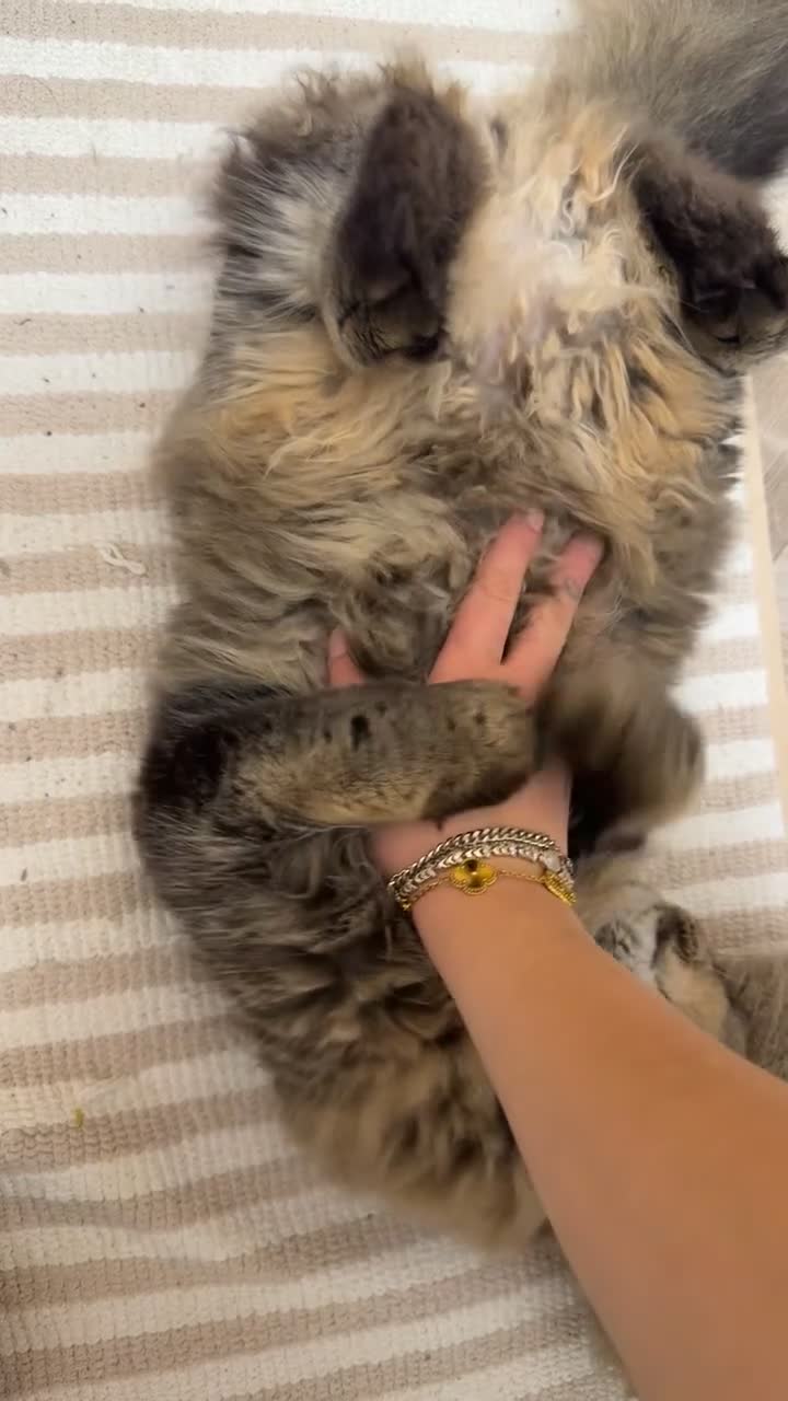 Scottish Fold cats for sale: Chinchilla Longhair Scottish Fold - Video 1