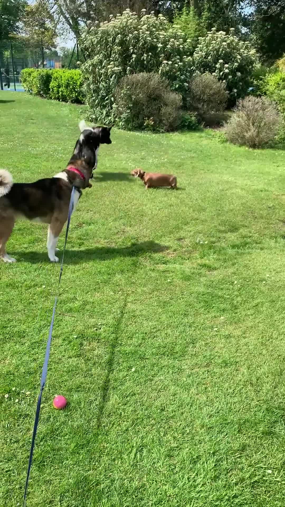 Akita dogs for stud: ***Chico’s finding LOVE… Proven Stud*** - Video 1