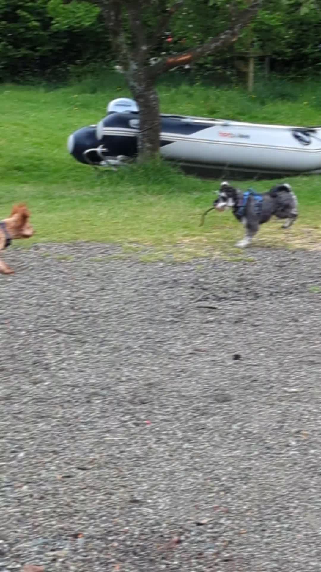 Miniature Schnauzer dogs for sale: Gorgeous George  - Video 2