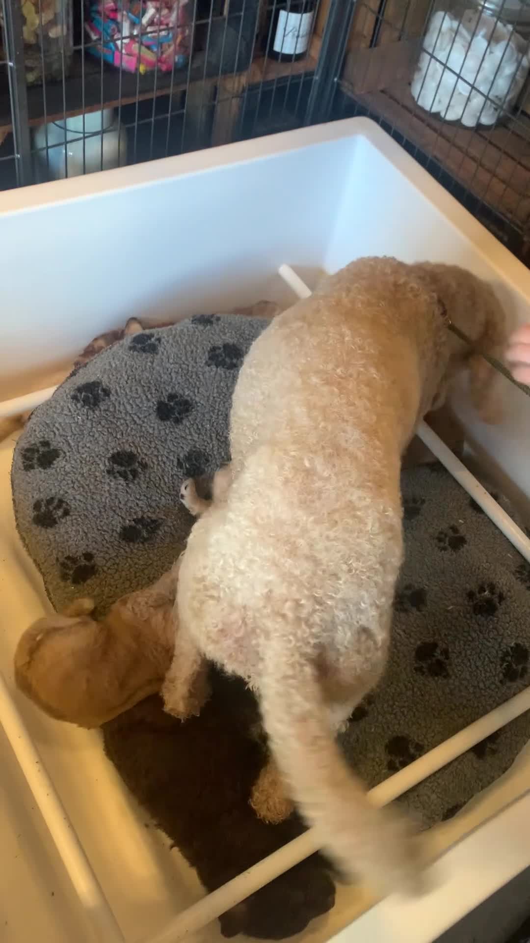 Bernedoodle dogs for sale: Standard Bernedoodle F1b  - Video 1