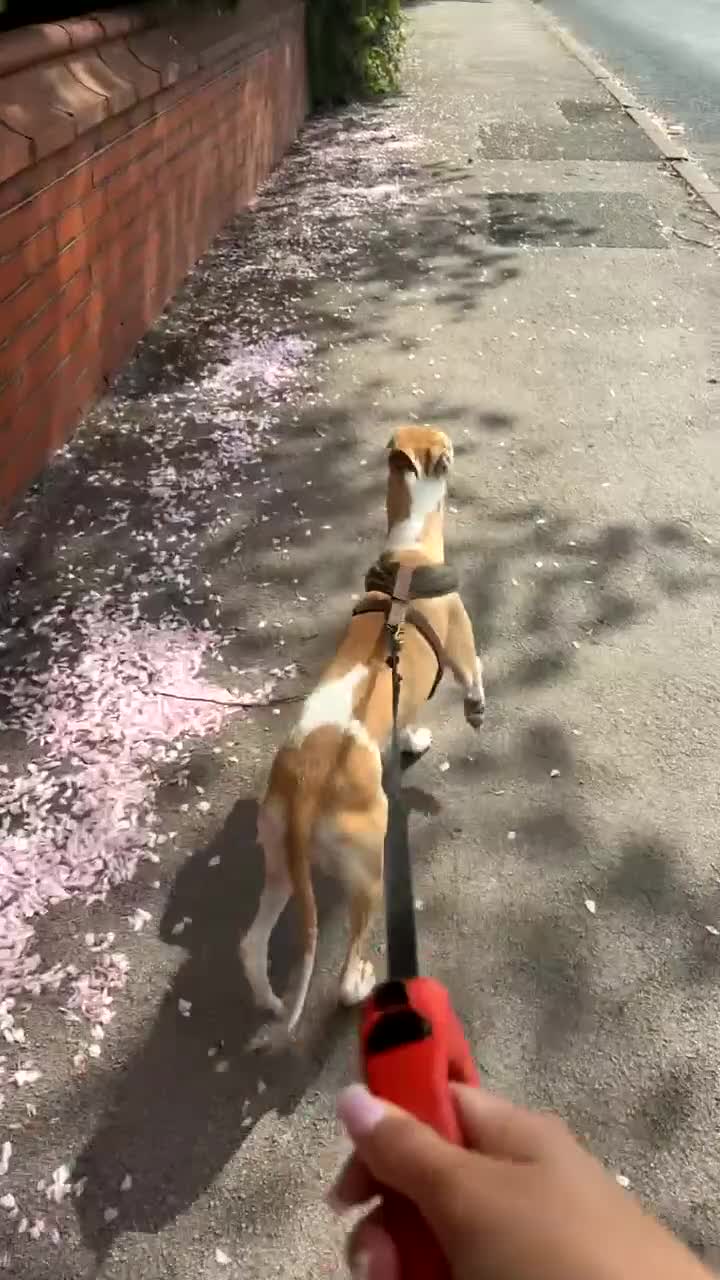 Whippet dogs for sale: Beautiful 14month old whippet Girl  in Bolton - Video 1