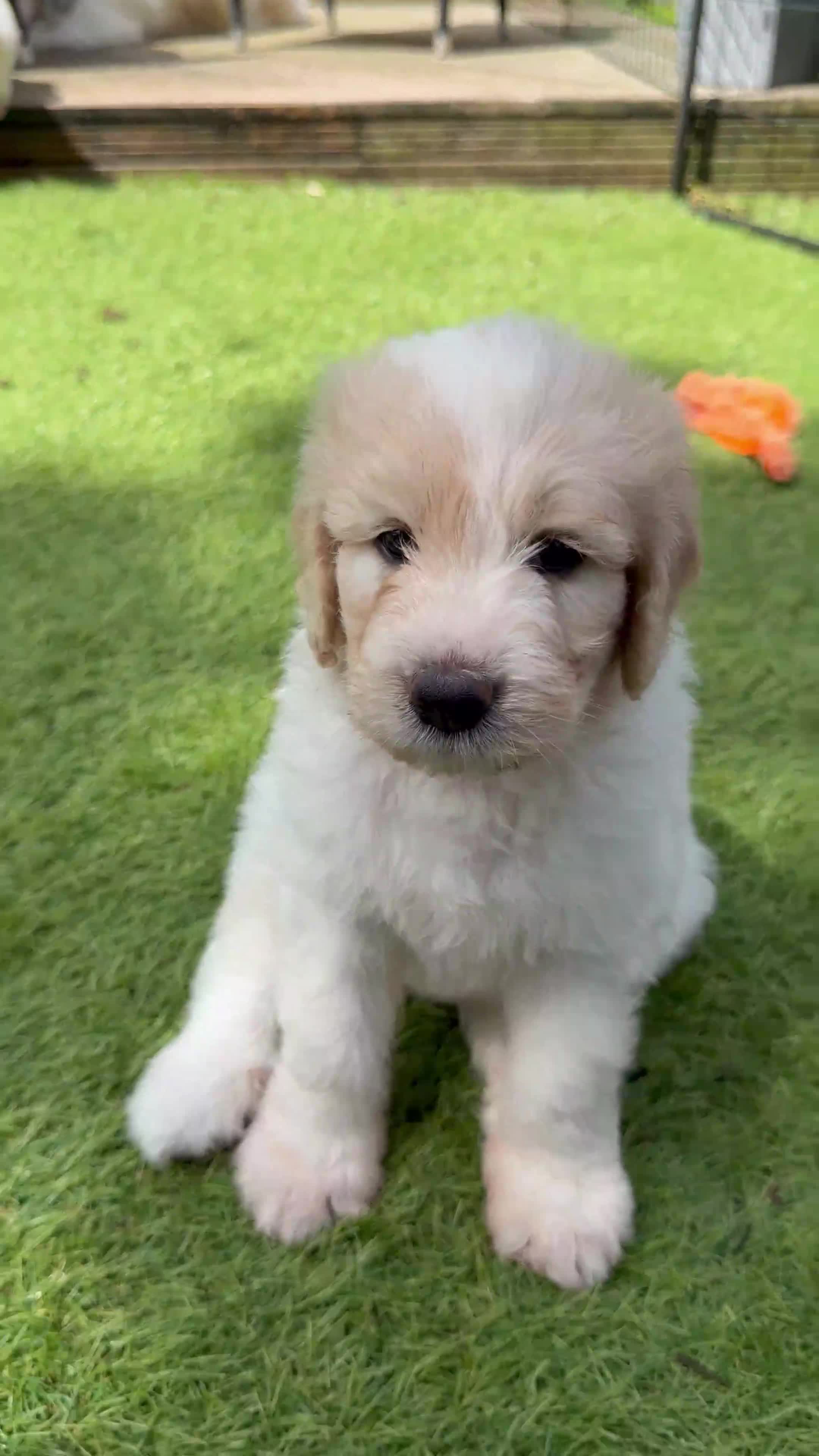 Mixed Breed dogs for sale: Golden Doodle X Pyrenees Puppies Ready next week.  - Video 1