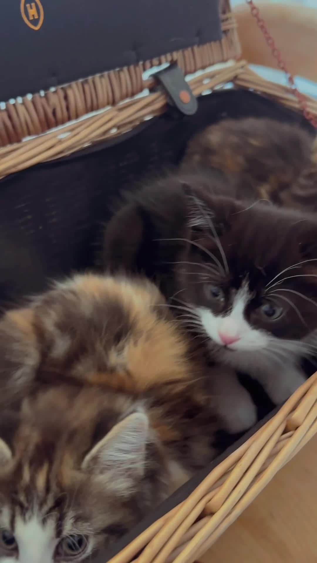 Ragdoll cats for sale: Beautiful Half Ragdoll Kittens - Video 1