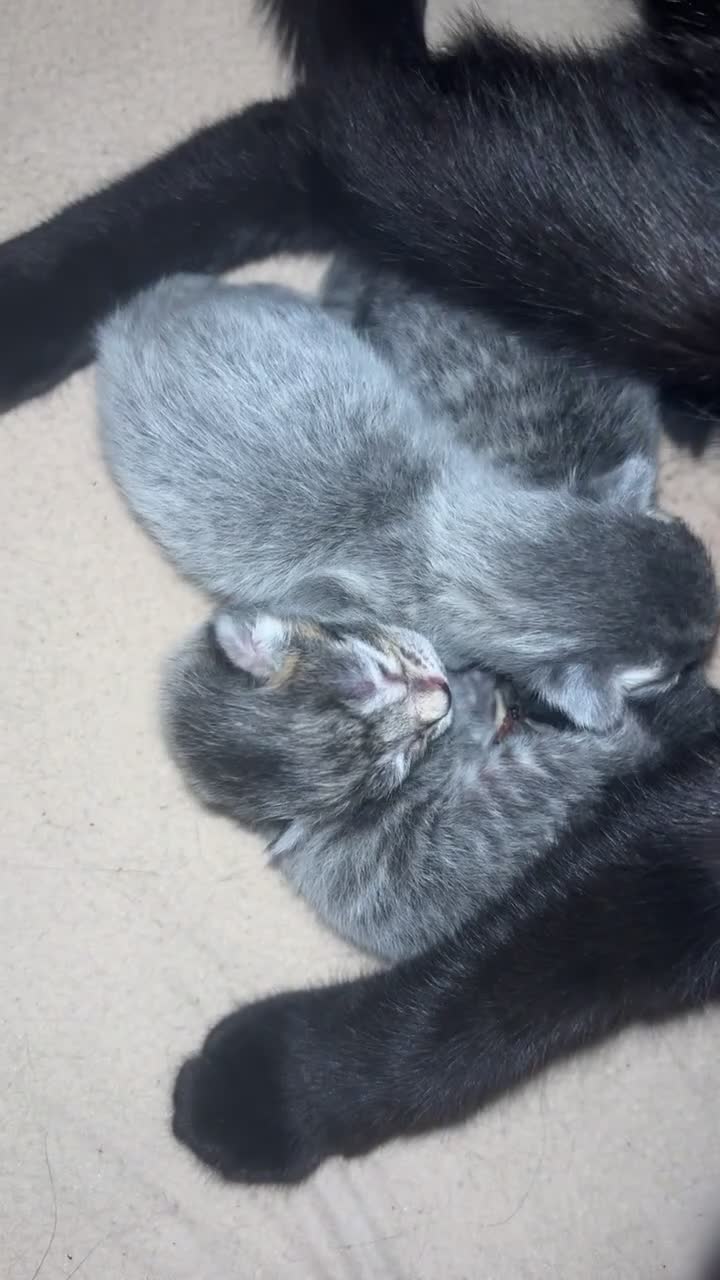 Mixed Breed cats for sale: Three kittens  - Video 2