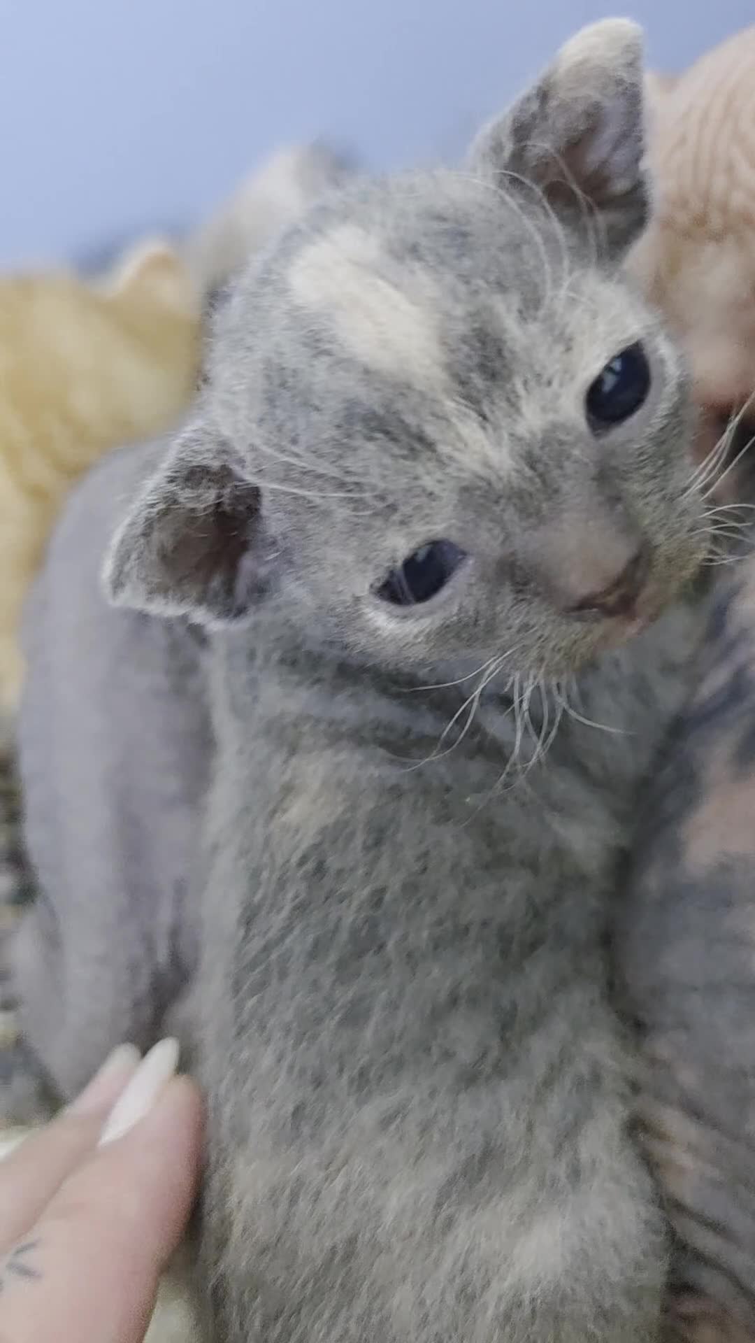 Sphynx cats for sale: Adorable Grey Female Sphynx x Devon Rex Elf Mix  - Video 2