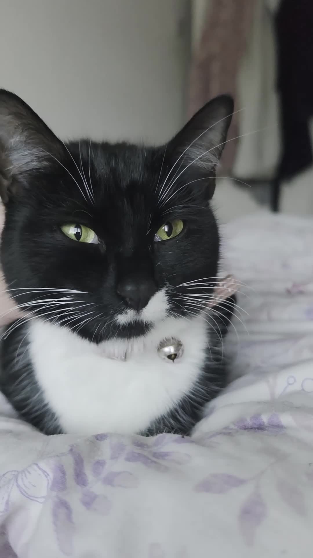 Mixed Breed cats for sale: Jinx 1 year old .. she is free  - Video 1
