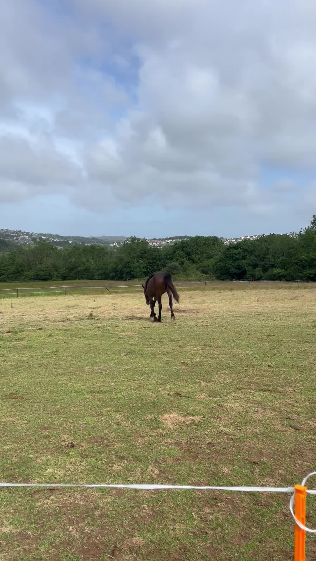 Irish Sports horses for sale: Sasha  in Saint Columb - Video 1