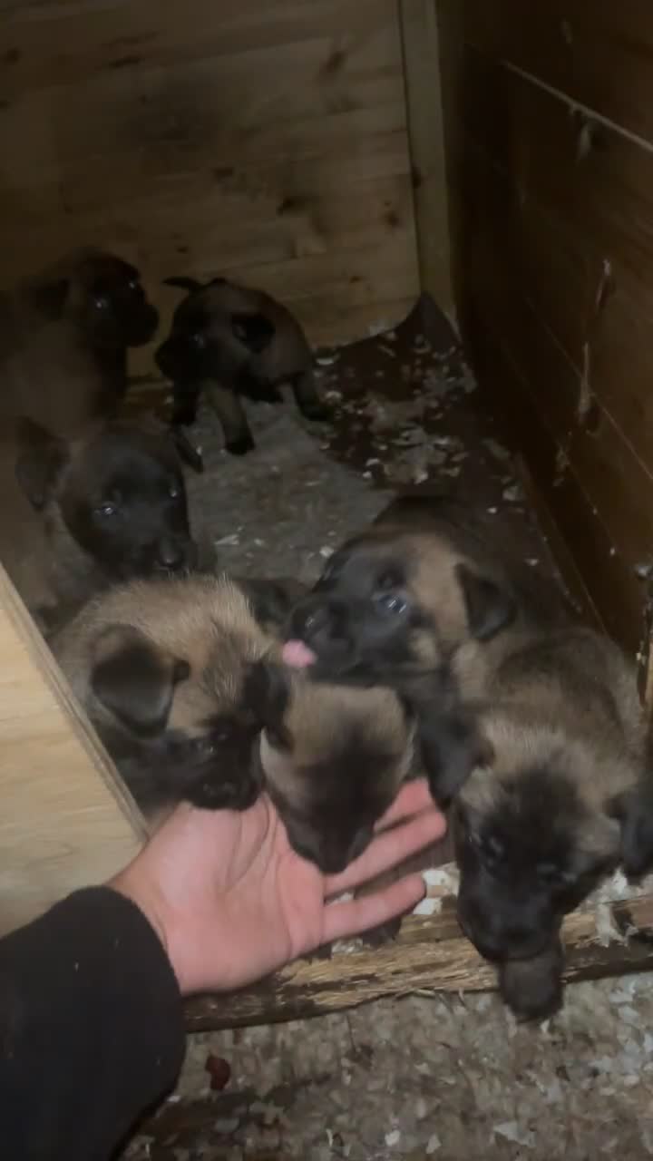 Belgian Shepherd Dog dogs for sale: Stunning Litter working line Belgian Malinois pups - Video 1