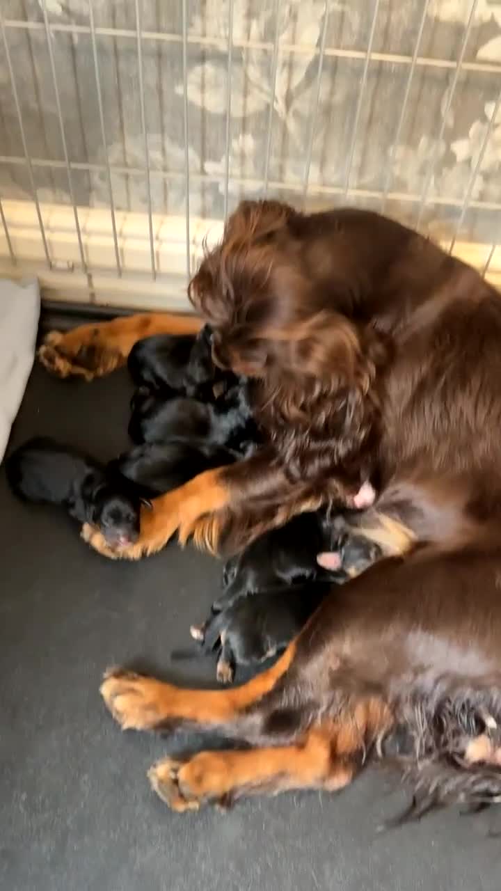 Cocker Spaniel dogs for sale: Cocker spaniels pups looking for a forever 🏡  - Video 1