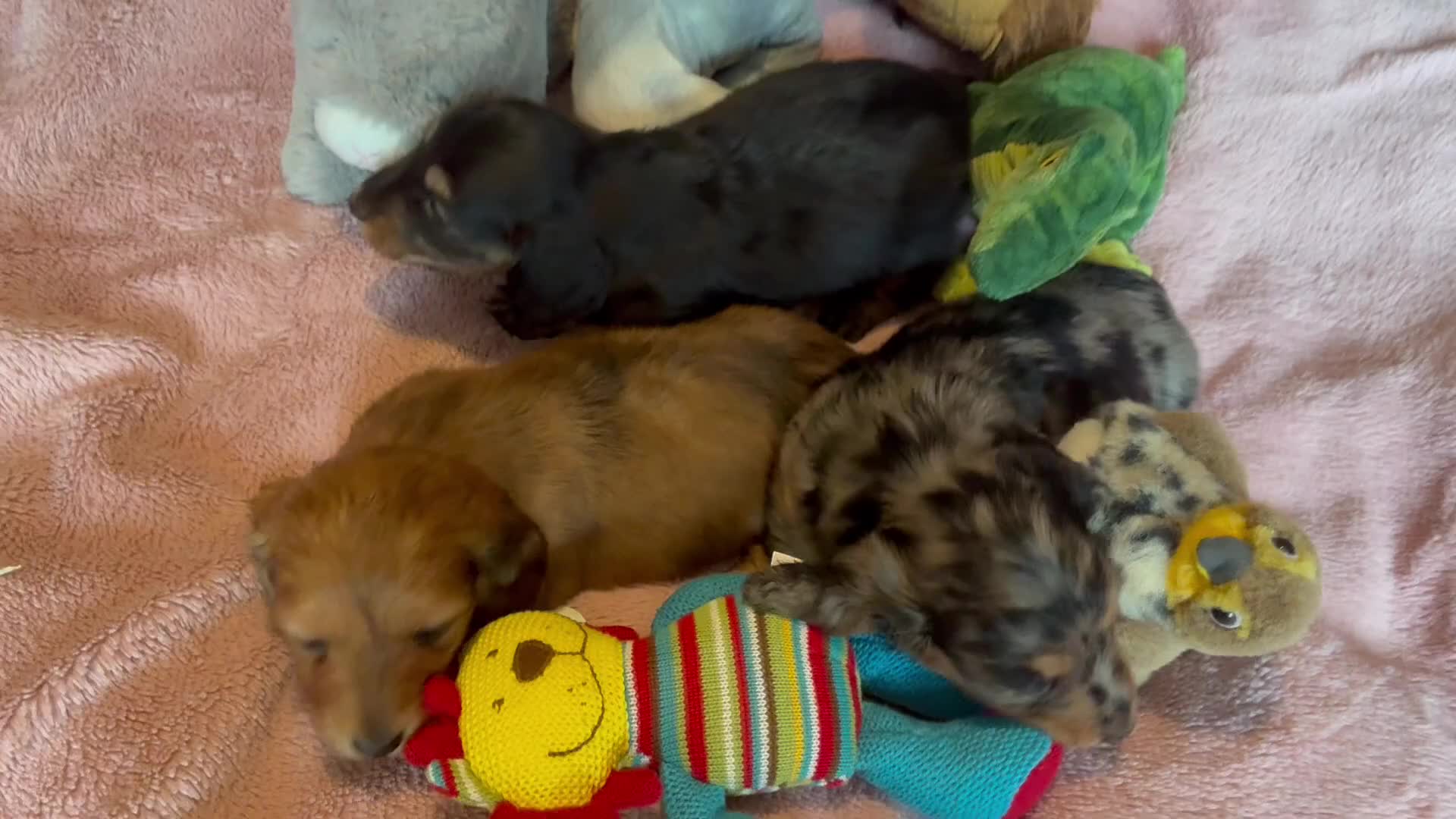 Dachshund dogs for sale: KC reg PRA clear gorgeous puppies - Video 1
