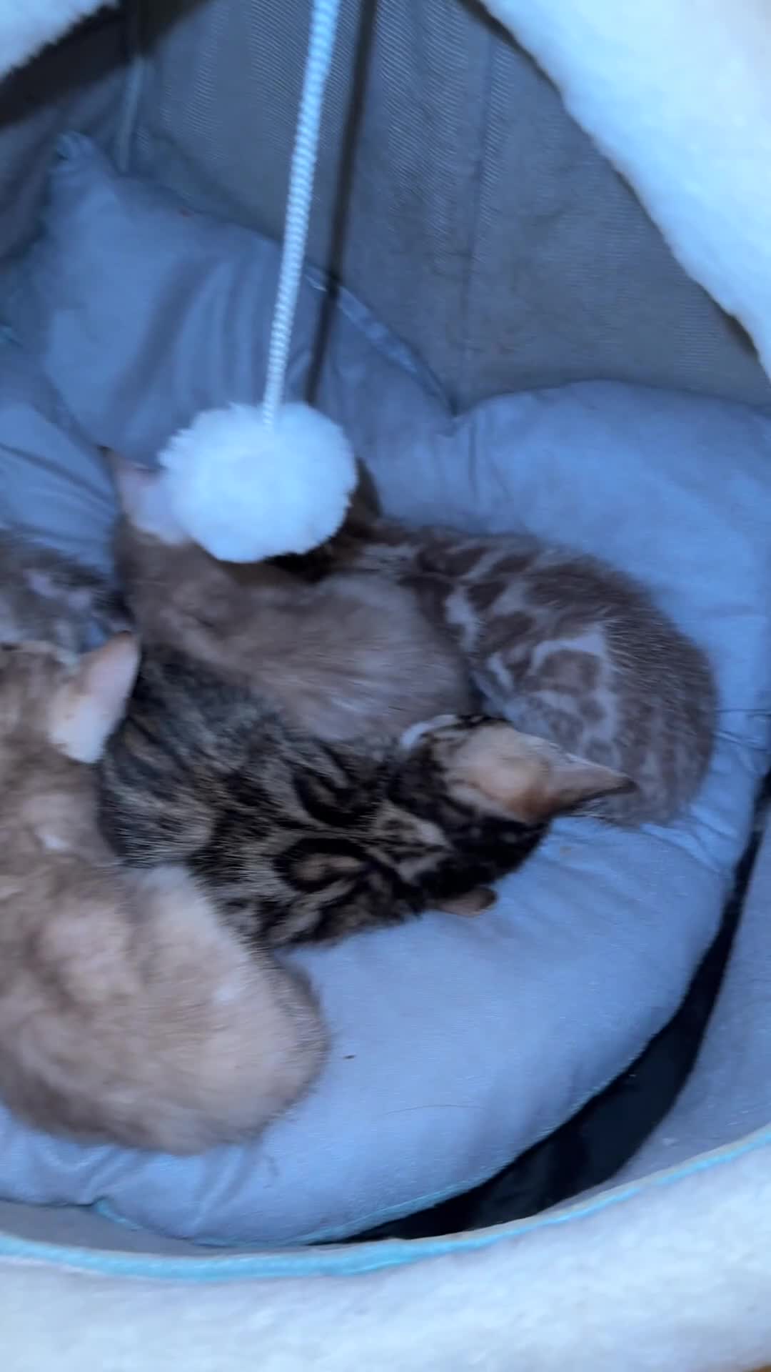 Bengal cats for sale: Beautiful bengal kittens  - Video 3