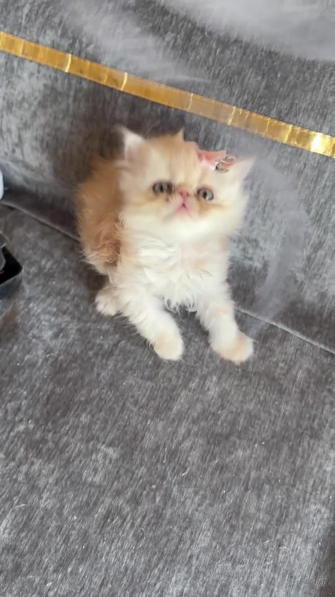 Persian cats for sale: Persian Teddy Bear kittens  - Video 4