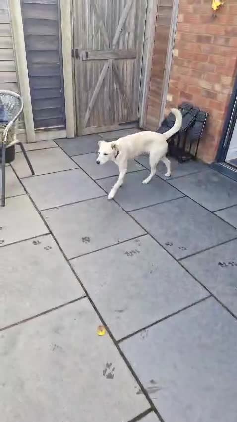 Mixed Breed dogs for adoption: ❤️🐶 TOSCA – A LITTLE RAY OF SUNSHINE in Nottingham - Video 1