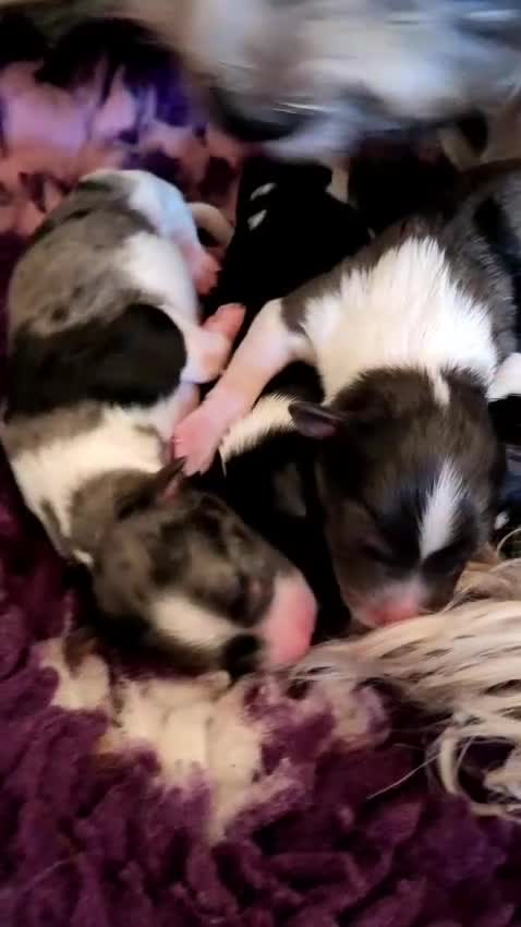 Biewer Terrier dogs for sale: ✨ Stunning Biewer & Merle Yorkies – Ready Apr 25 ✨ - Video 2