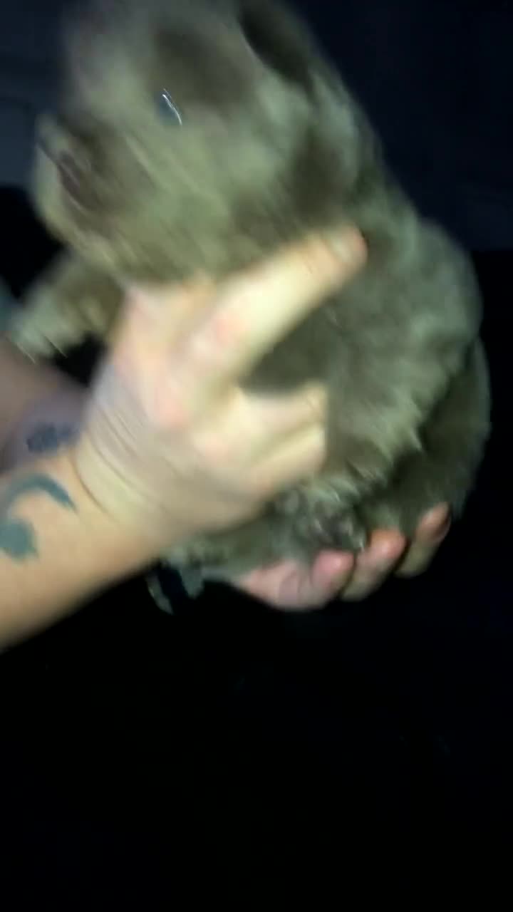 Chow Chow dogs for sale: Stunning chow chow puppies - Video 2