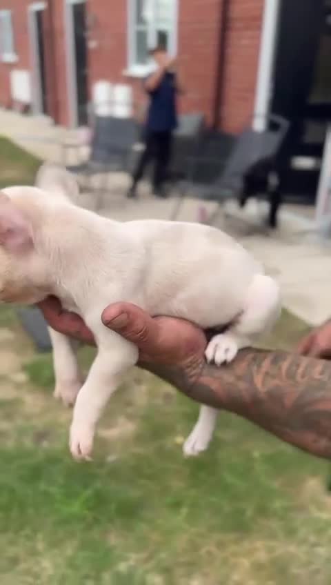 French Bulldog dogs for sale: ‼️ READY TO LEAVE NOW -3 French bulldog pups left! in Ripley - Video 3