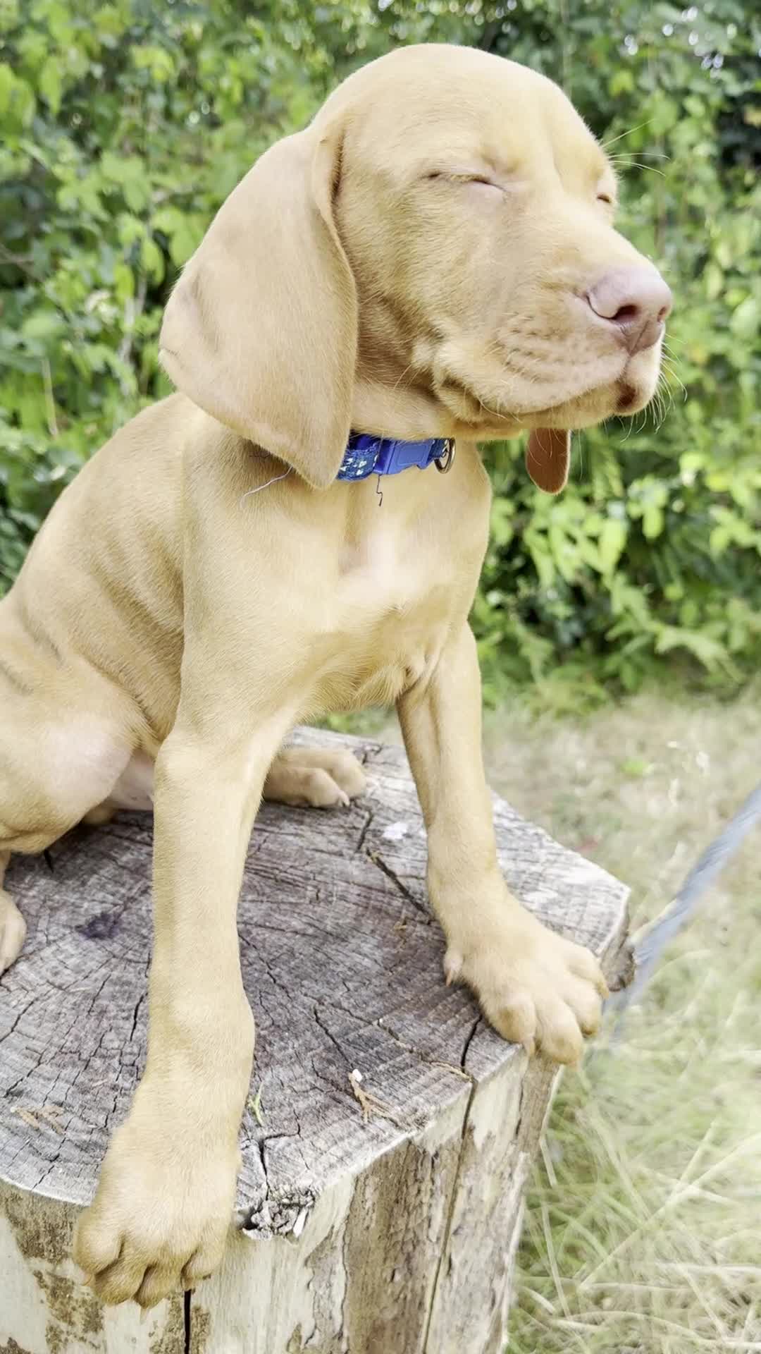 Hungarian Vizsla dogs for sale: KC Reg Hungarian Vizsla pups Hip/Elbow DNA Tested - Video 1