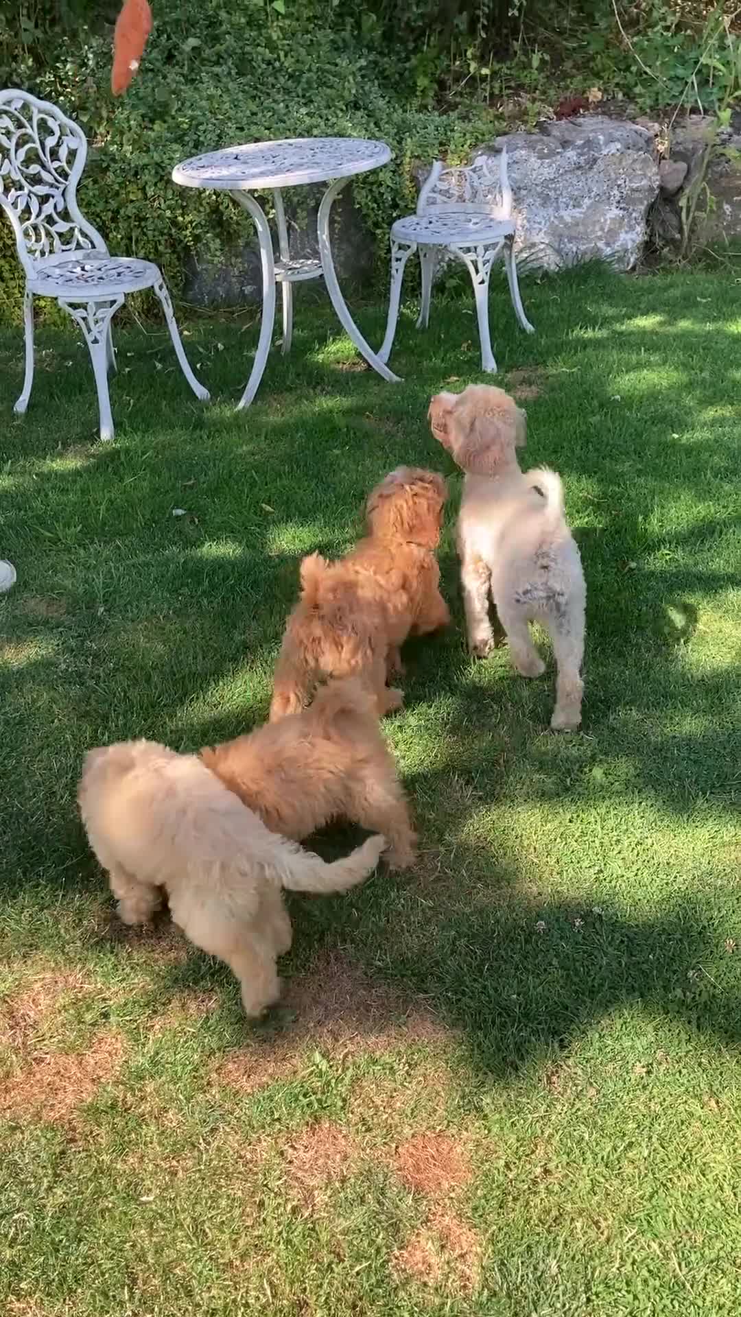 Cavapoochon dogs for sale: Gorgeous F1b Cavapoochon puppies - Video 1