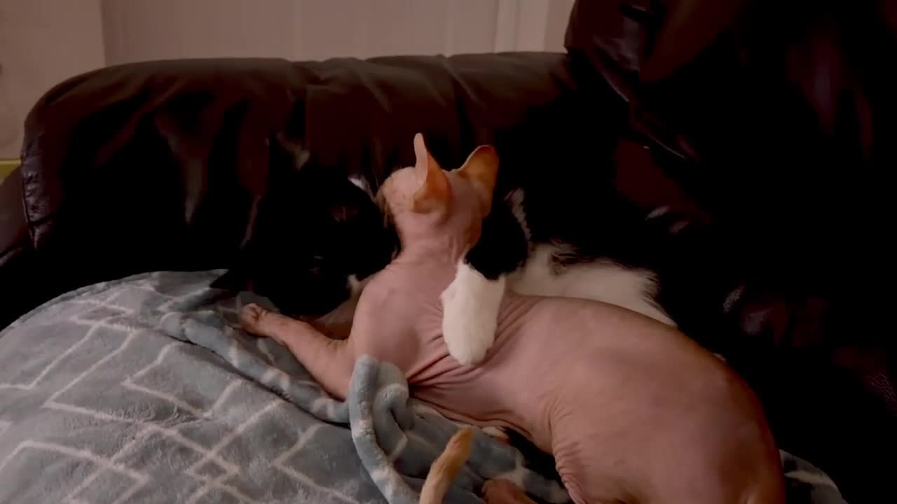Sphynx cats for sale: Luna is looking for forever home - Video 1