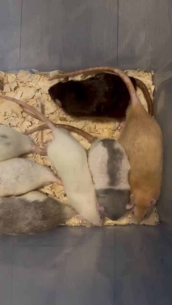 Rat rodents for sale: Older Dumbo Rats 5+months Male and Female  - Video 1