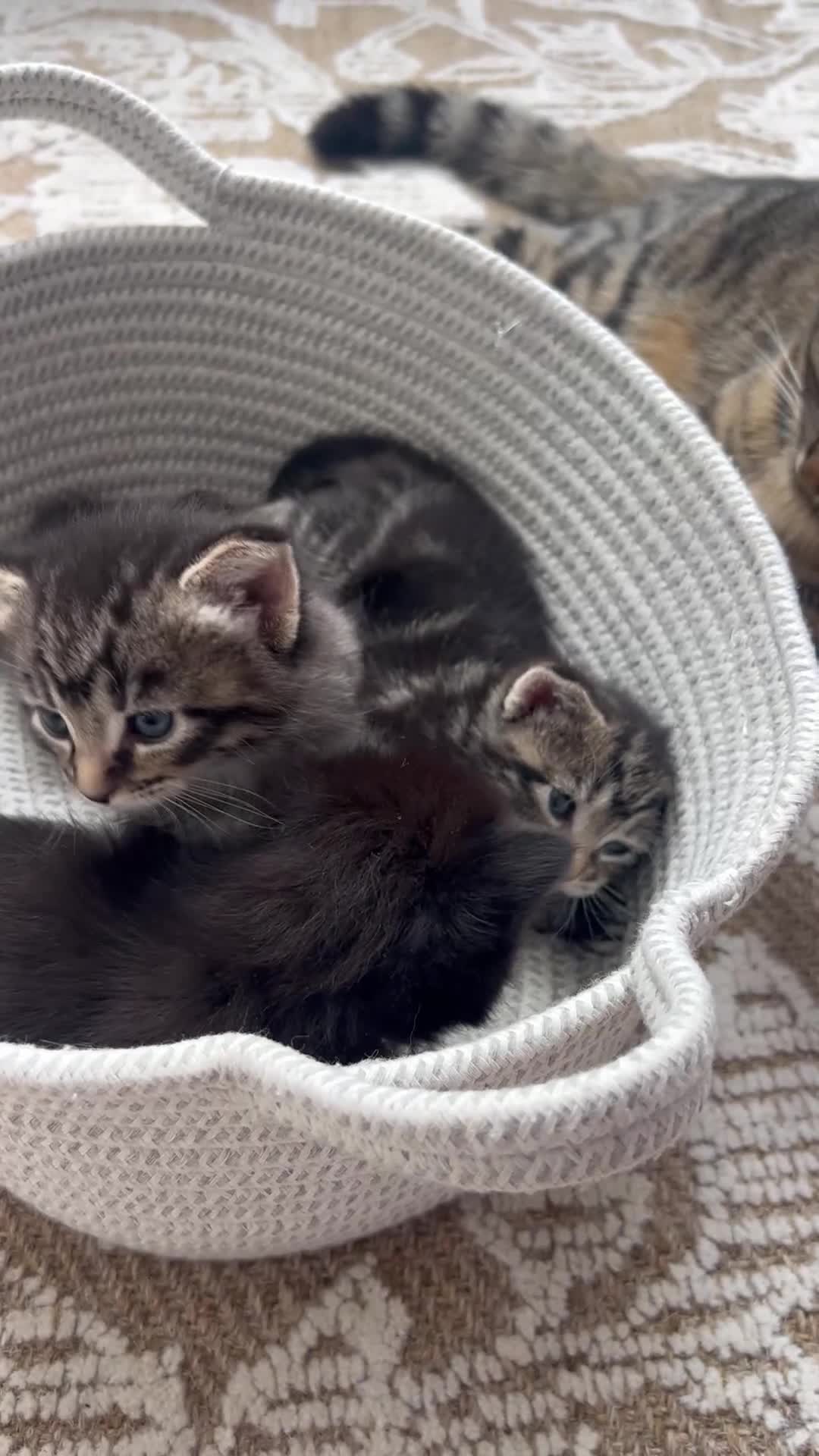 Mixed Breed cats for sale: Mixed Bengal  in London - Video 1
