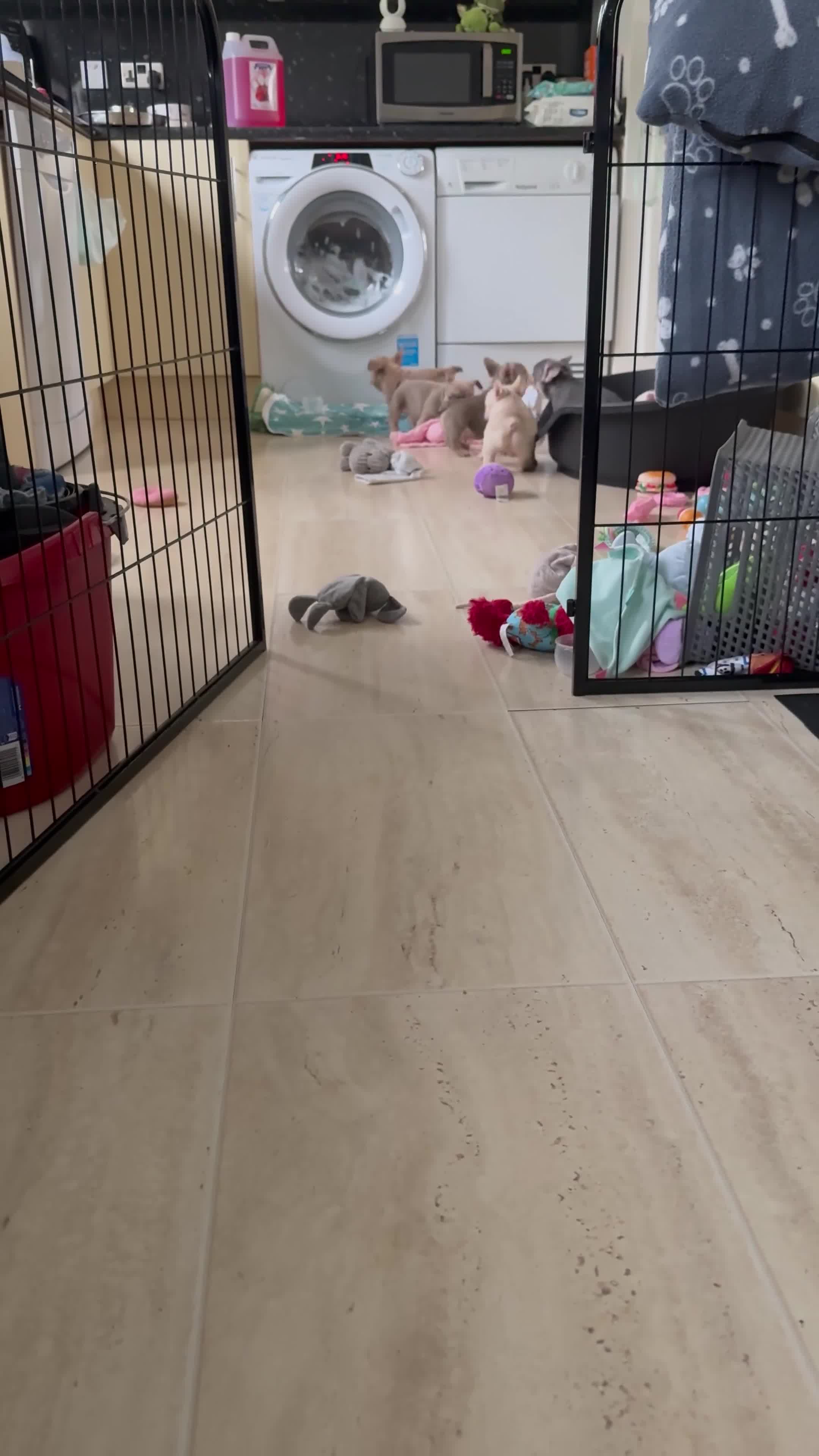 French Bulldog dogs for sale: French Bulldog gorgeous puppies - Video 1