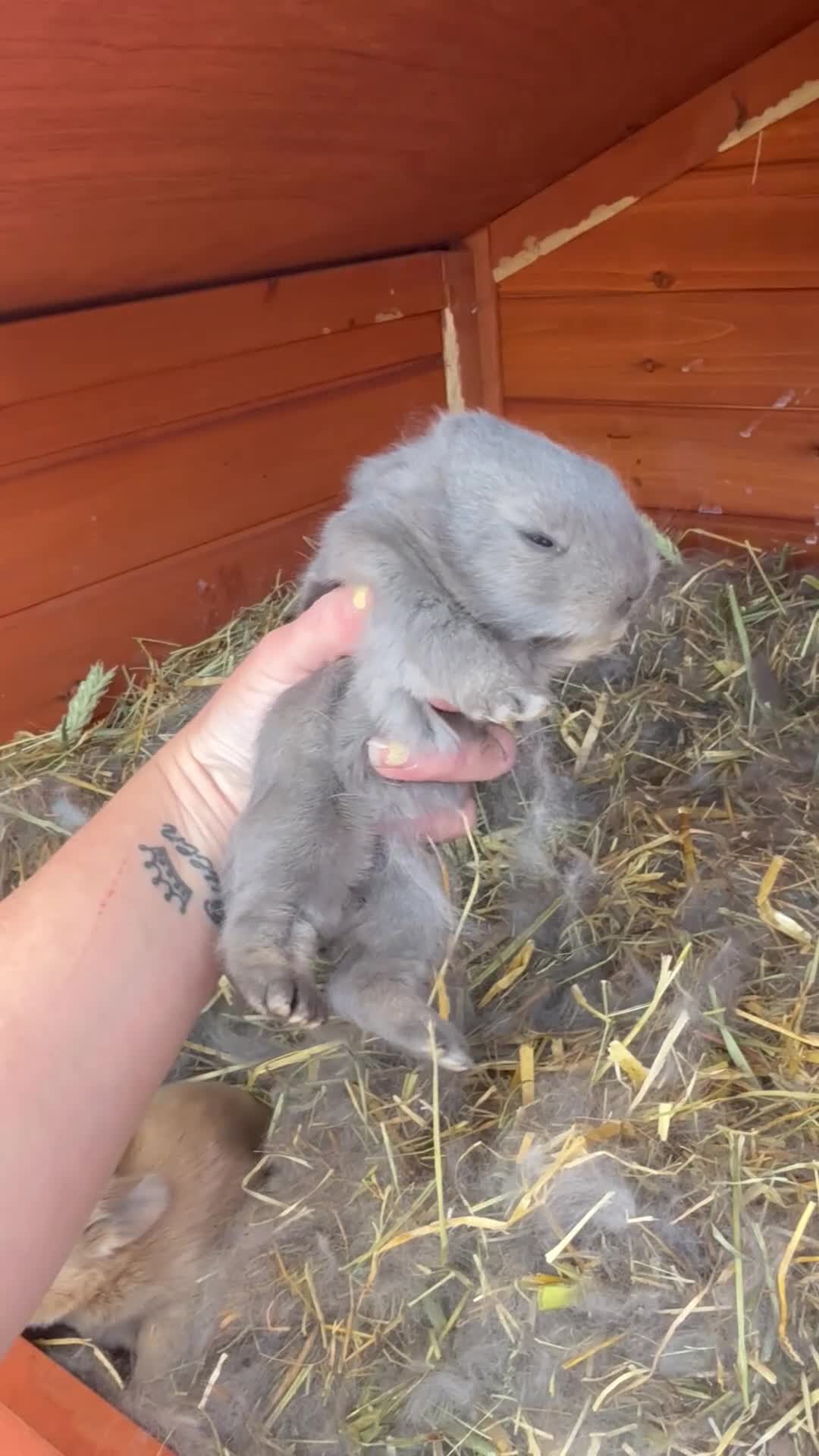 French Lop rabbits for sale: French Lop x Continental Giants 🩶🧡 - Video 2