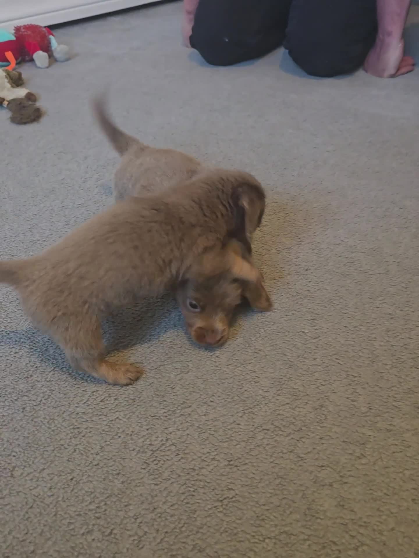 Dachshund dogs for sale: Mini dachshund long hair £850 each  - Video 2