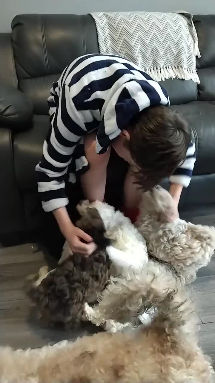 Poochon dogs for sale: Poochons💥 2 Beauties READY TO LEAVE NOW 💥  - Video 3