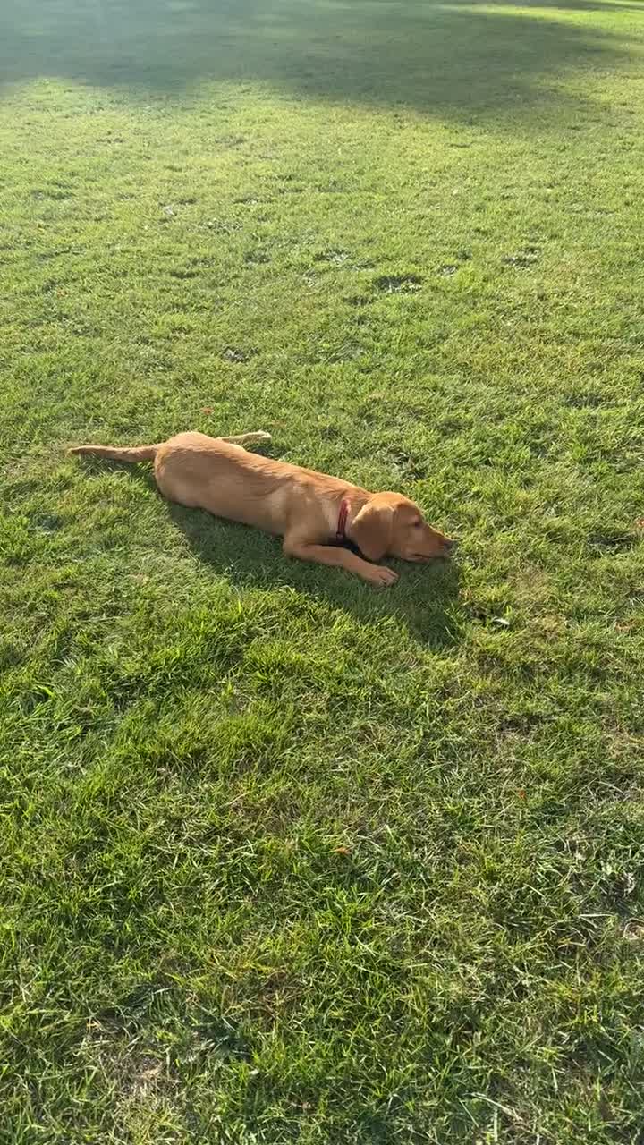 Springador dogs for sale: Male springador - Video 1