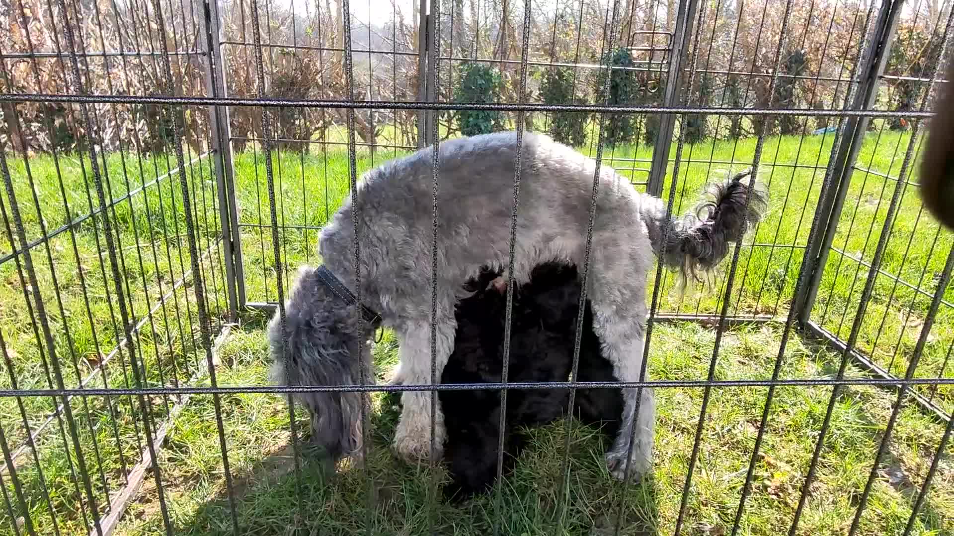 Bordoodle dogs for sale: Bordoodle  - Video 1