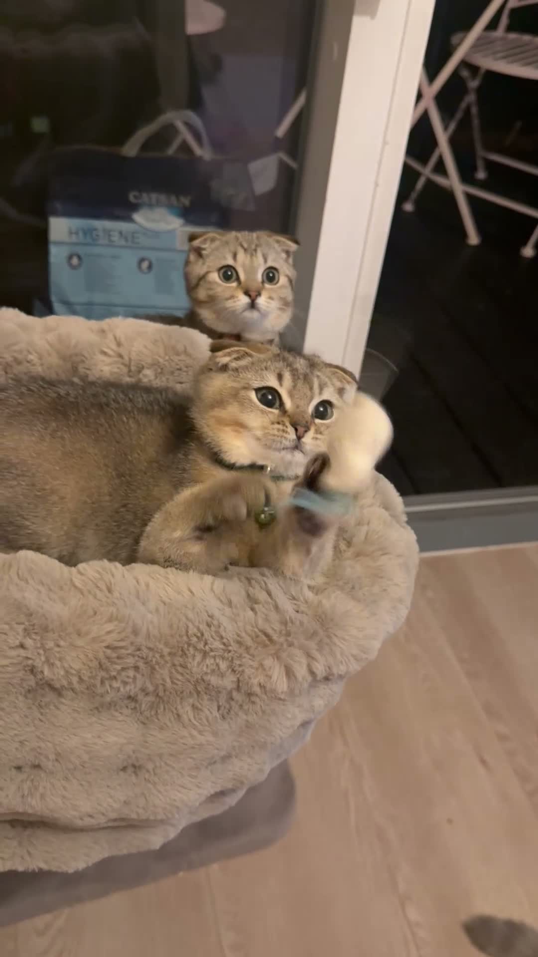 British Shorthair cats for sale: Gorgeous kittens  - Video 1
