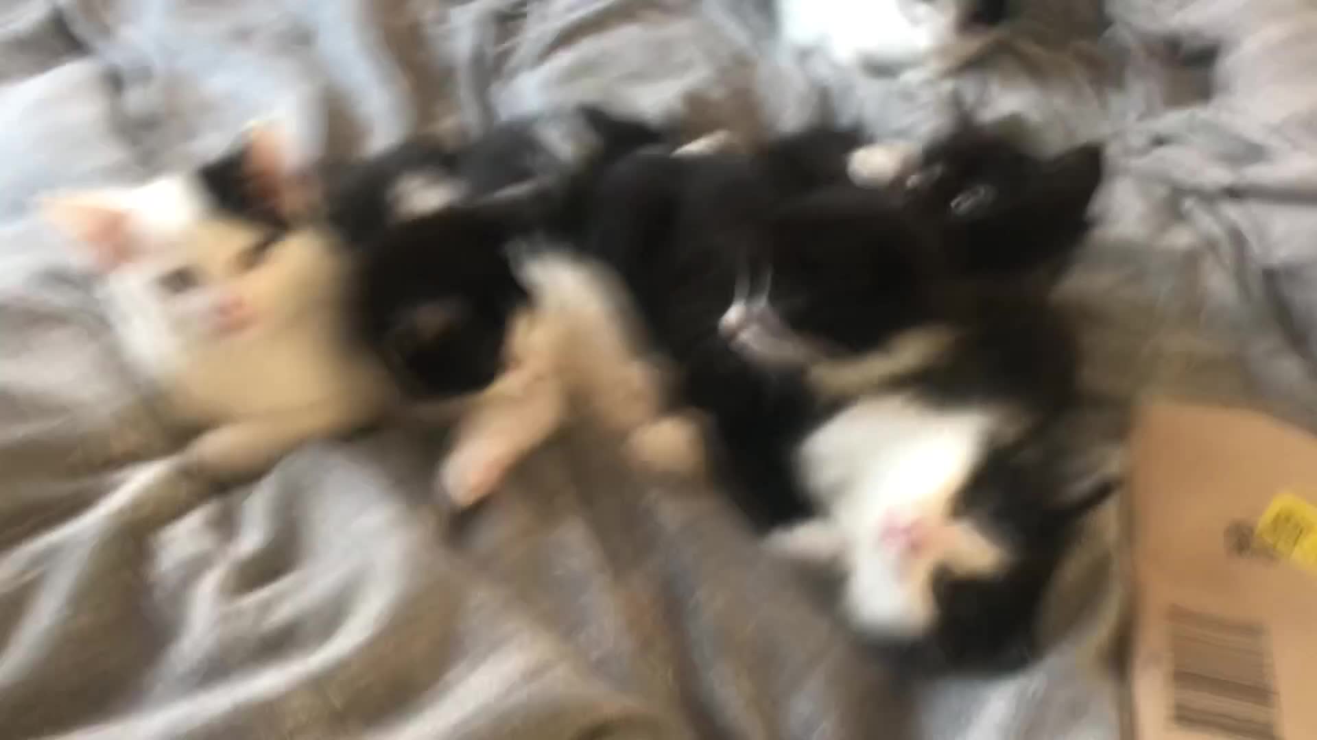 Mixed Breed cats for sale: Super Fluffy Ragdoll x Kittens!! £100-£180 - Video 2